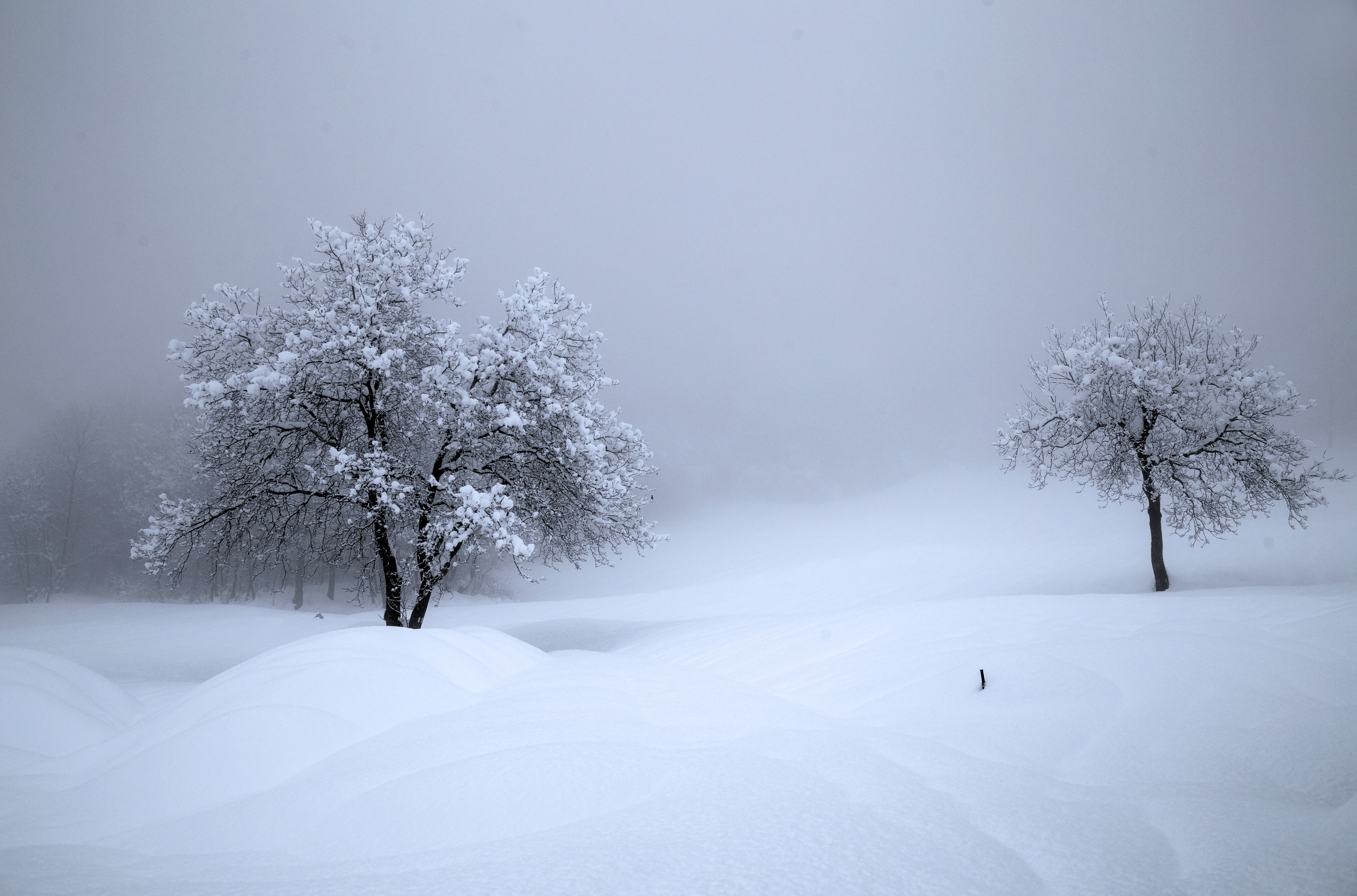 Winter Snow Nature Switzerland Trees Paysage 3500x2312