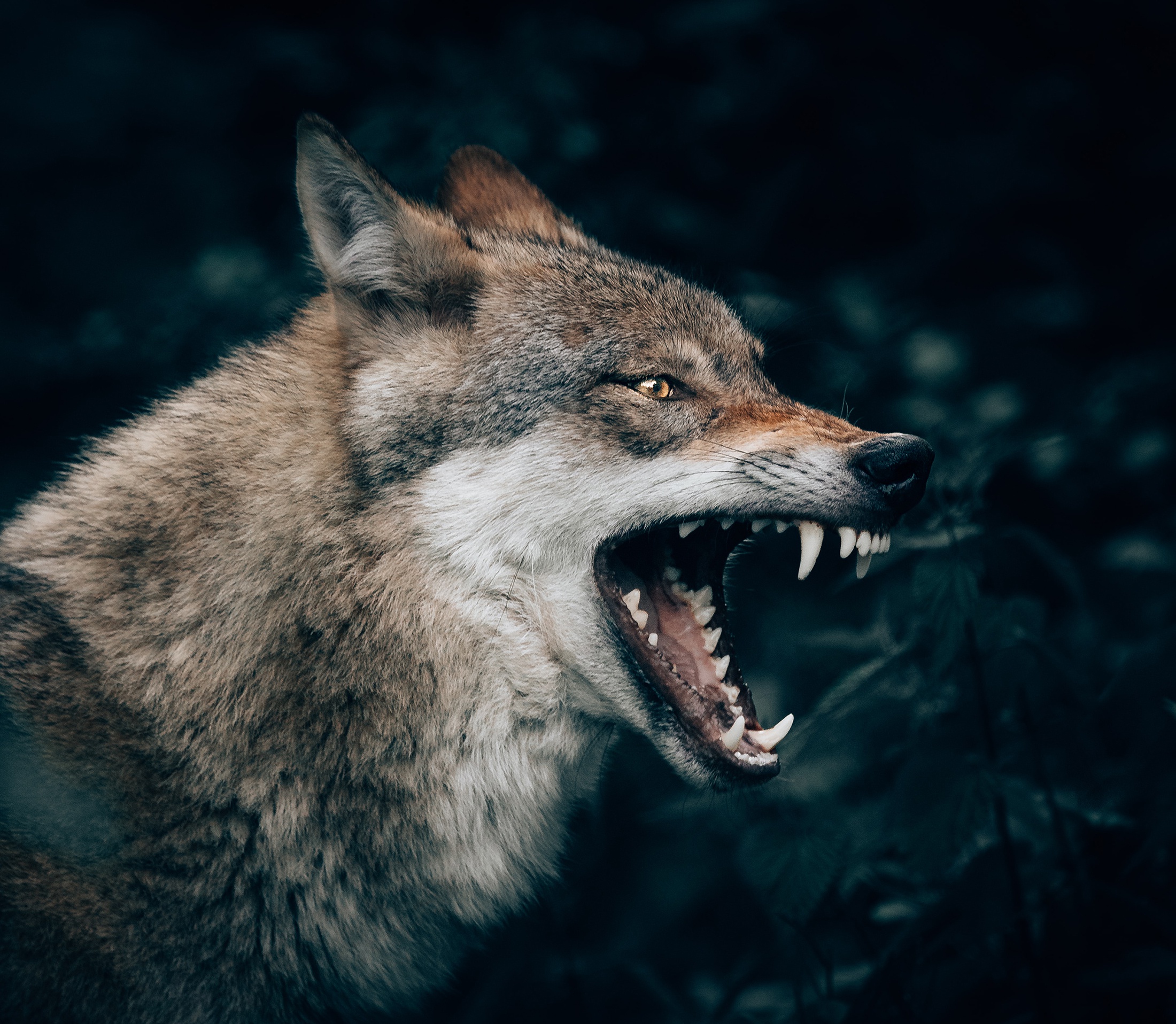 Fangs Muzzle Profile Wildlife Wolf 2200x1916