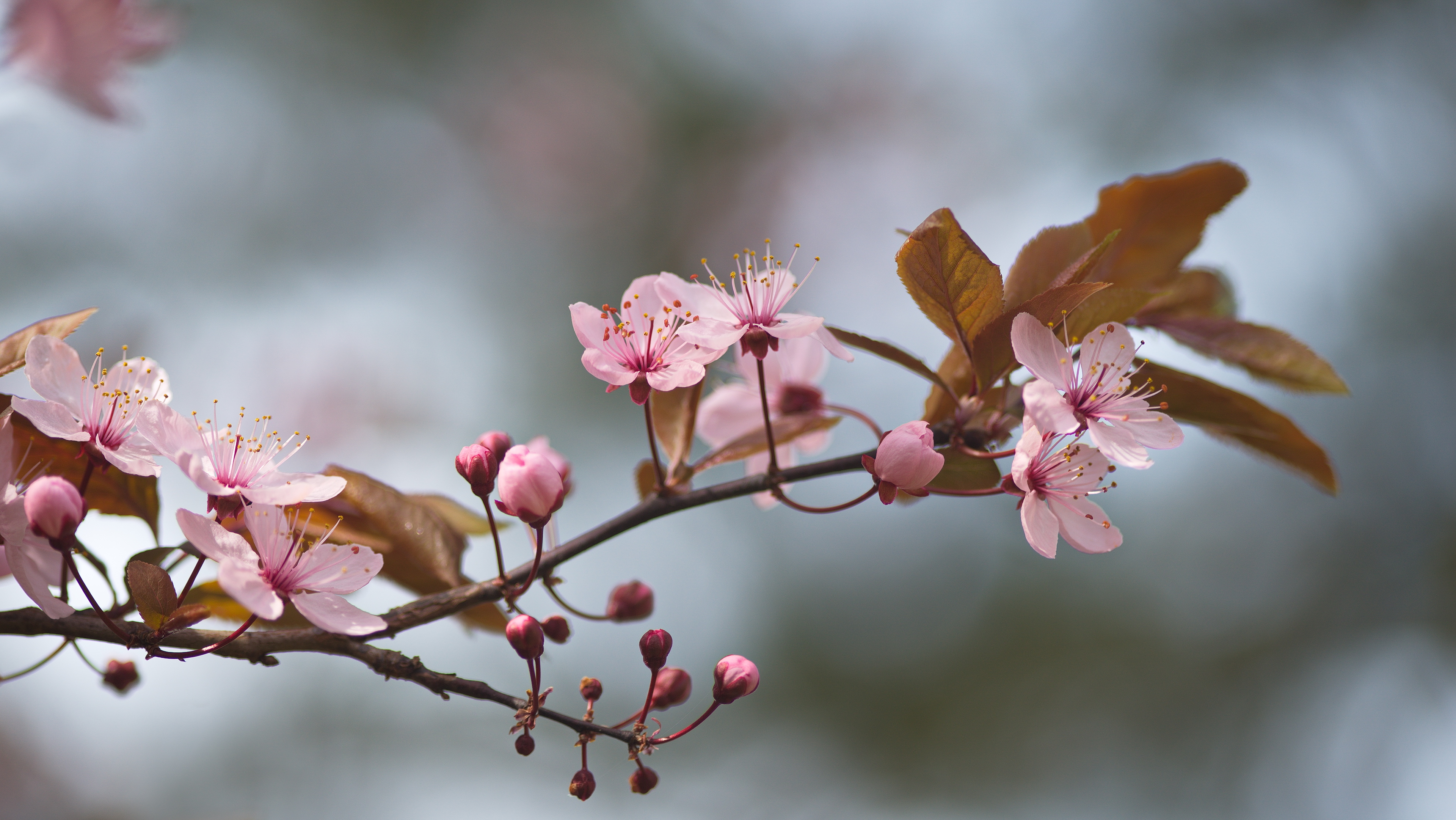 Floral Petals Nature Trees Spring Light Pink Japan Cherry Blossom 3840x2162