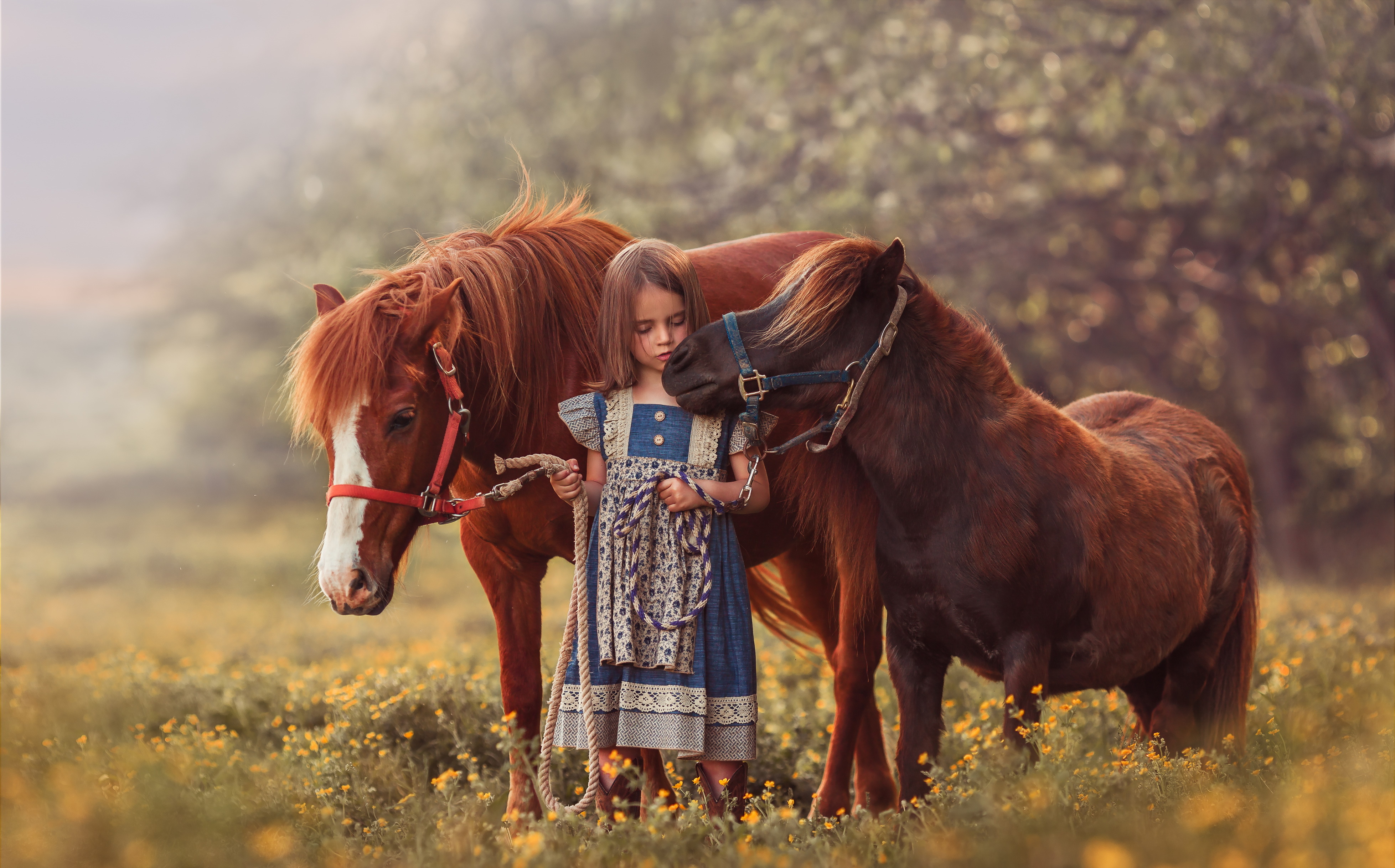 Animal Blur Child Girl Little Girl Pony 3915x2436