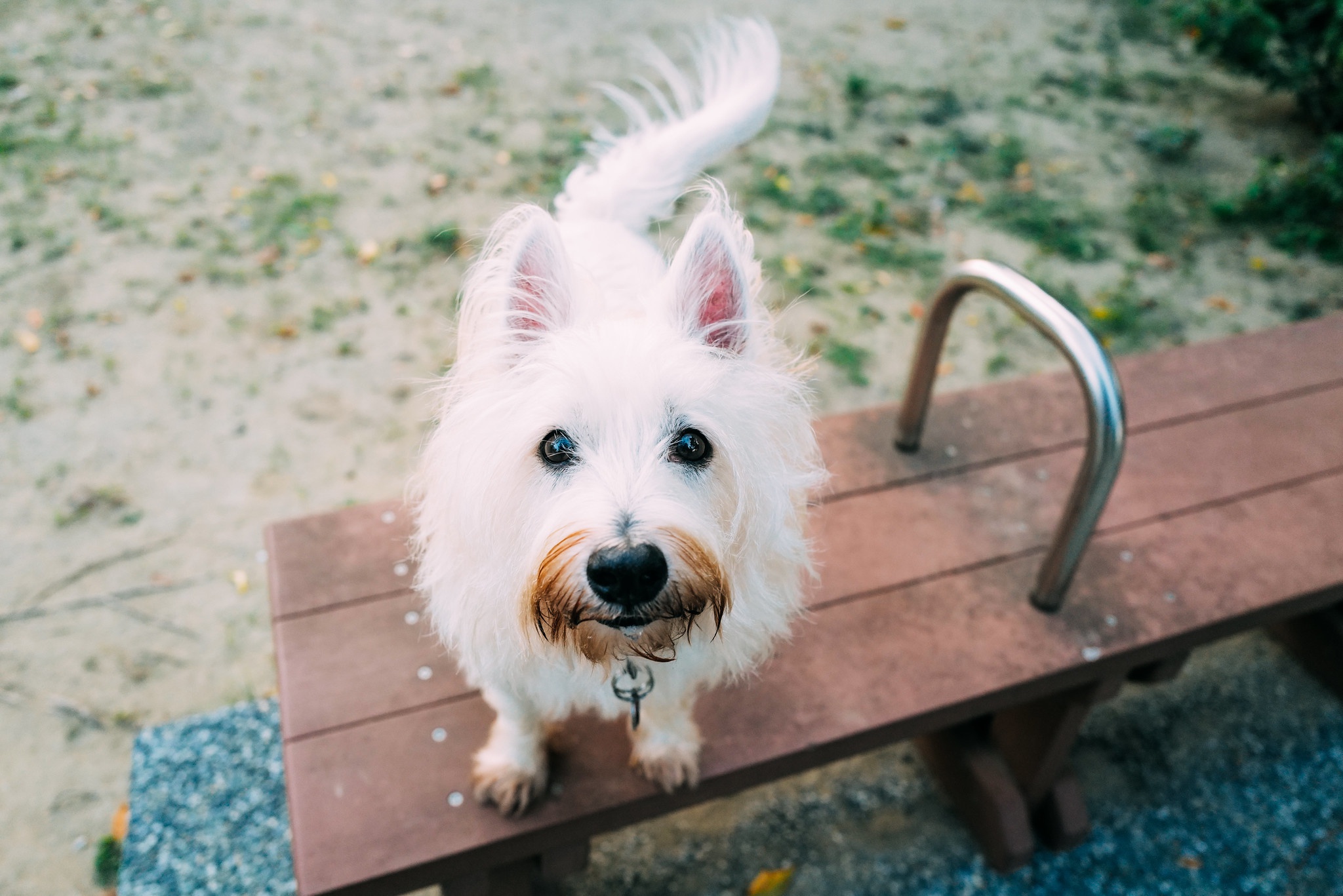 Animal West Highland White Terrier 2048x1367
