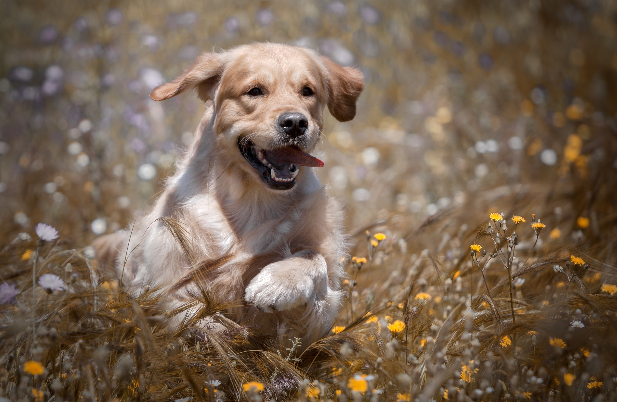 Dog Golden Retriever Pet 2048x1334