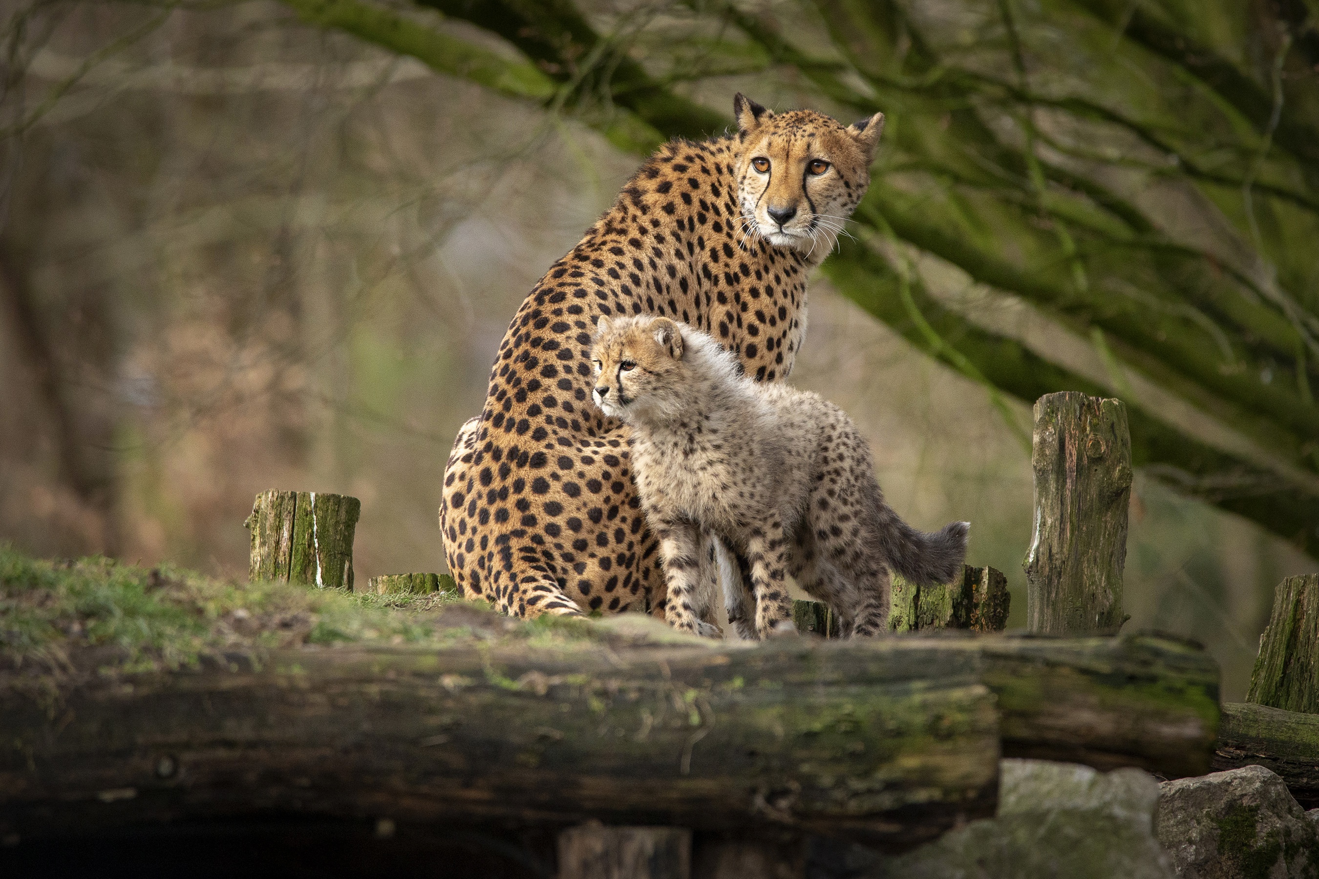 Baby Animal Big Cat Cheetah Cub Wildlife Predator Animal 2700x1800