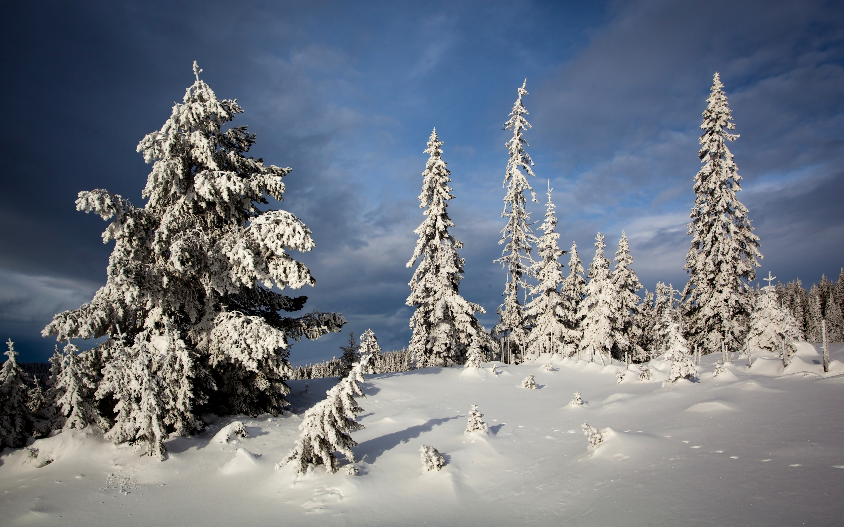 Snow Tree Winter 2880x1800