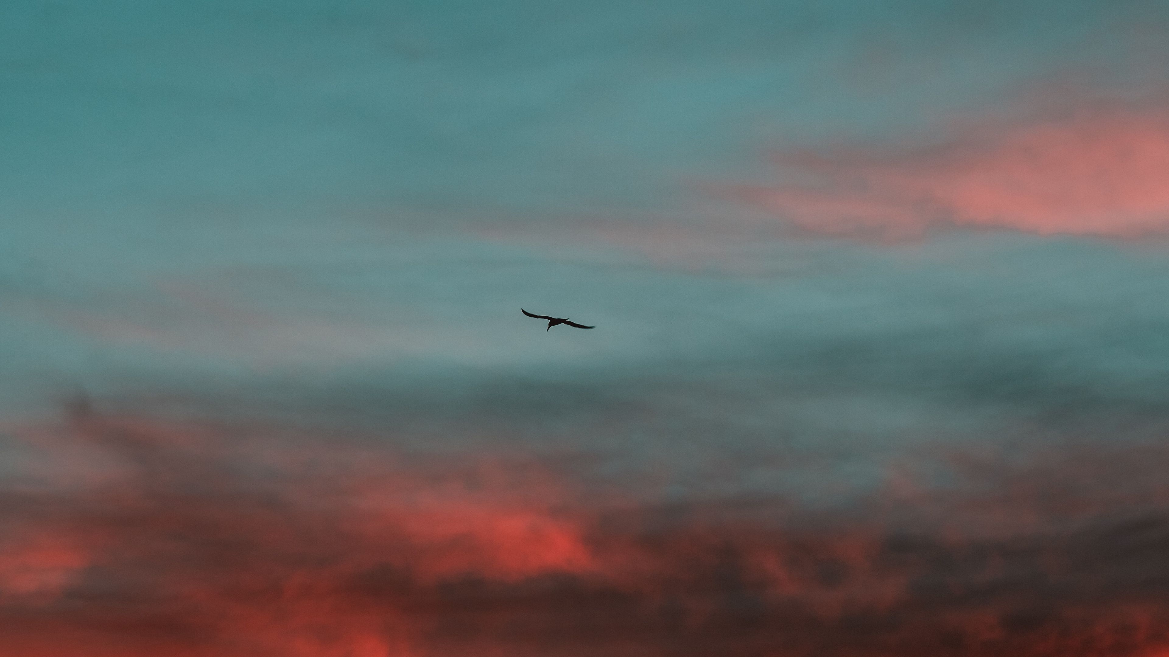 Sky Birds Clouds Sunset Nature 3840x2160
