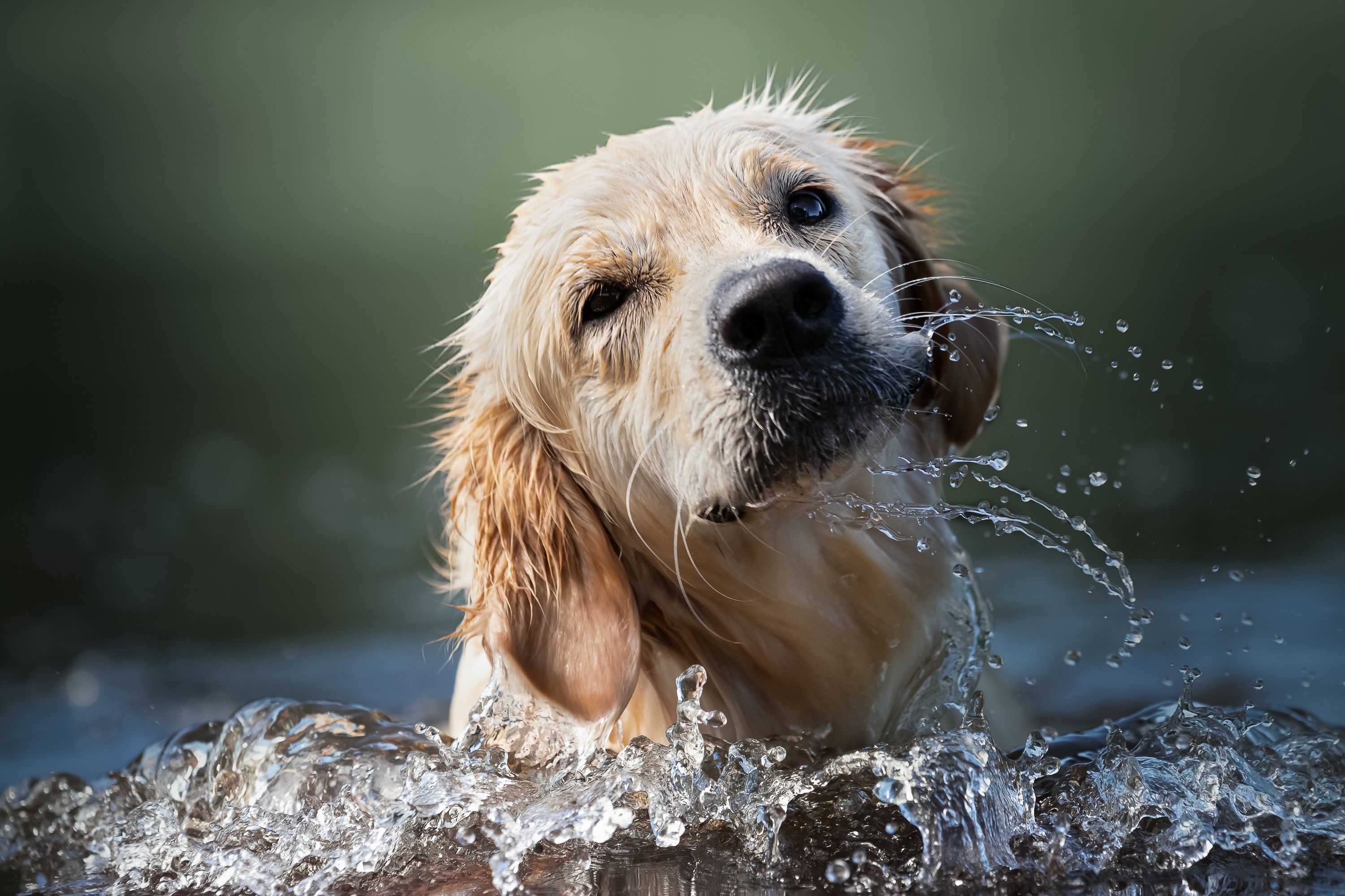 Dog Golden Retriever Pet Water 3000x2000