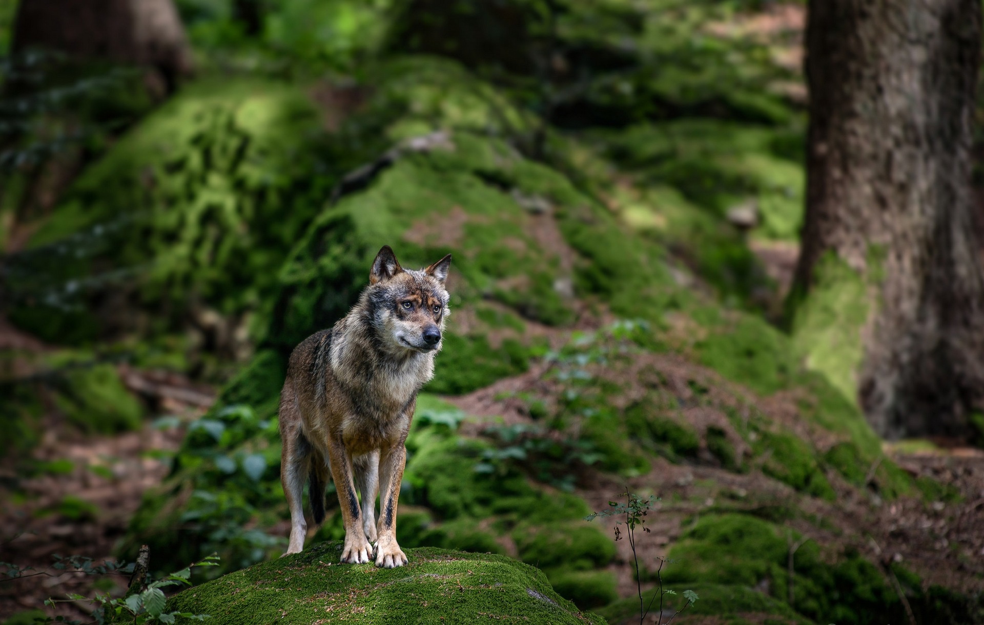 Wildlife Wolf Predator Animal 1920x1221