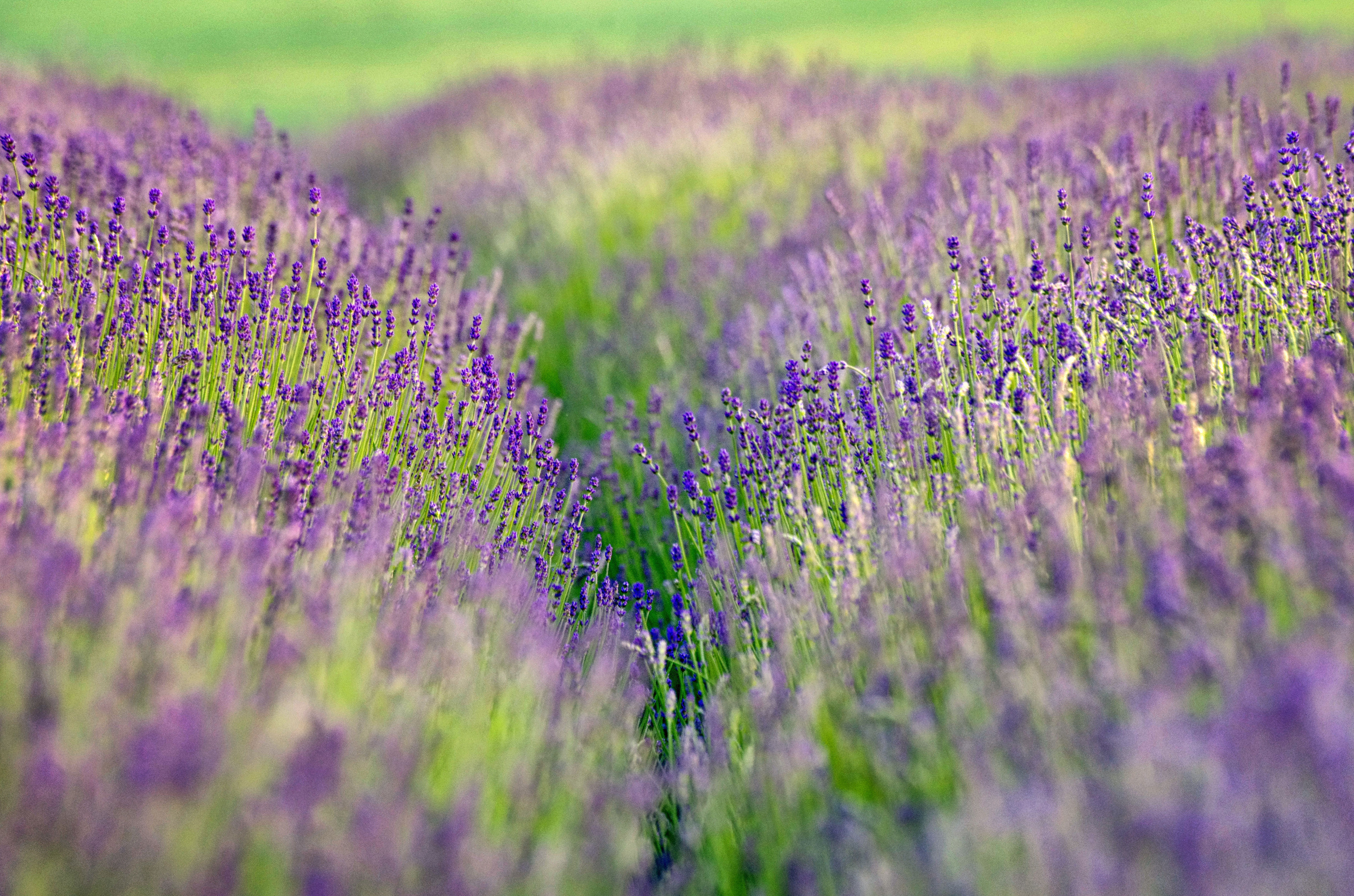 Blur Close Up Lavender Nature Purple Flower 4928x3264