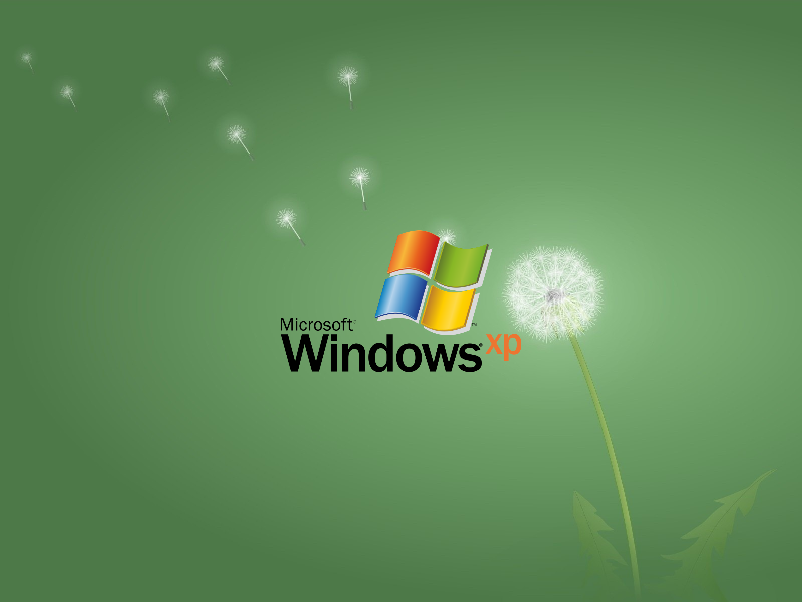 Dandelion Artwork Logo Operating System Windows XP Microsoft Windows 1600x1200