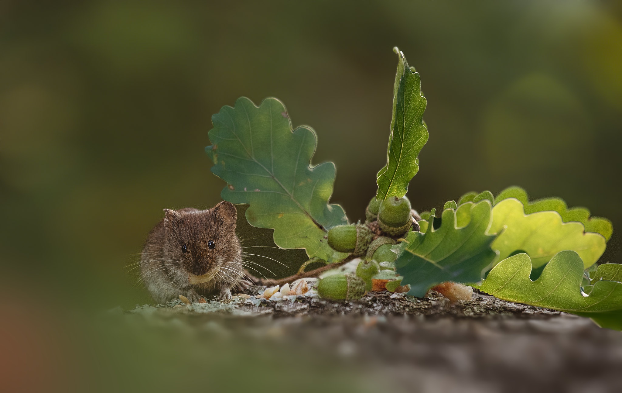 Acorn Blur Leaf Mouse Rodent Wildlife 2048x1293