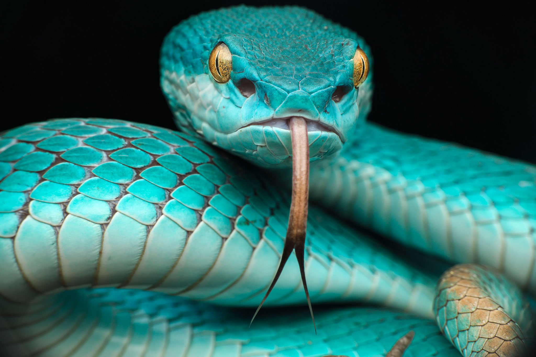 Animal Blue Snake 2048x1365
