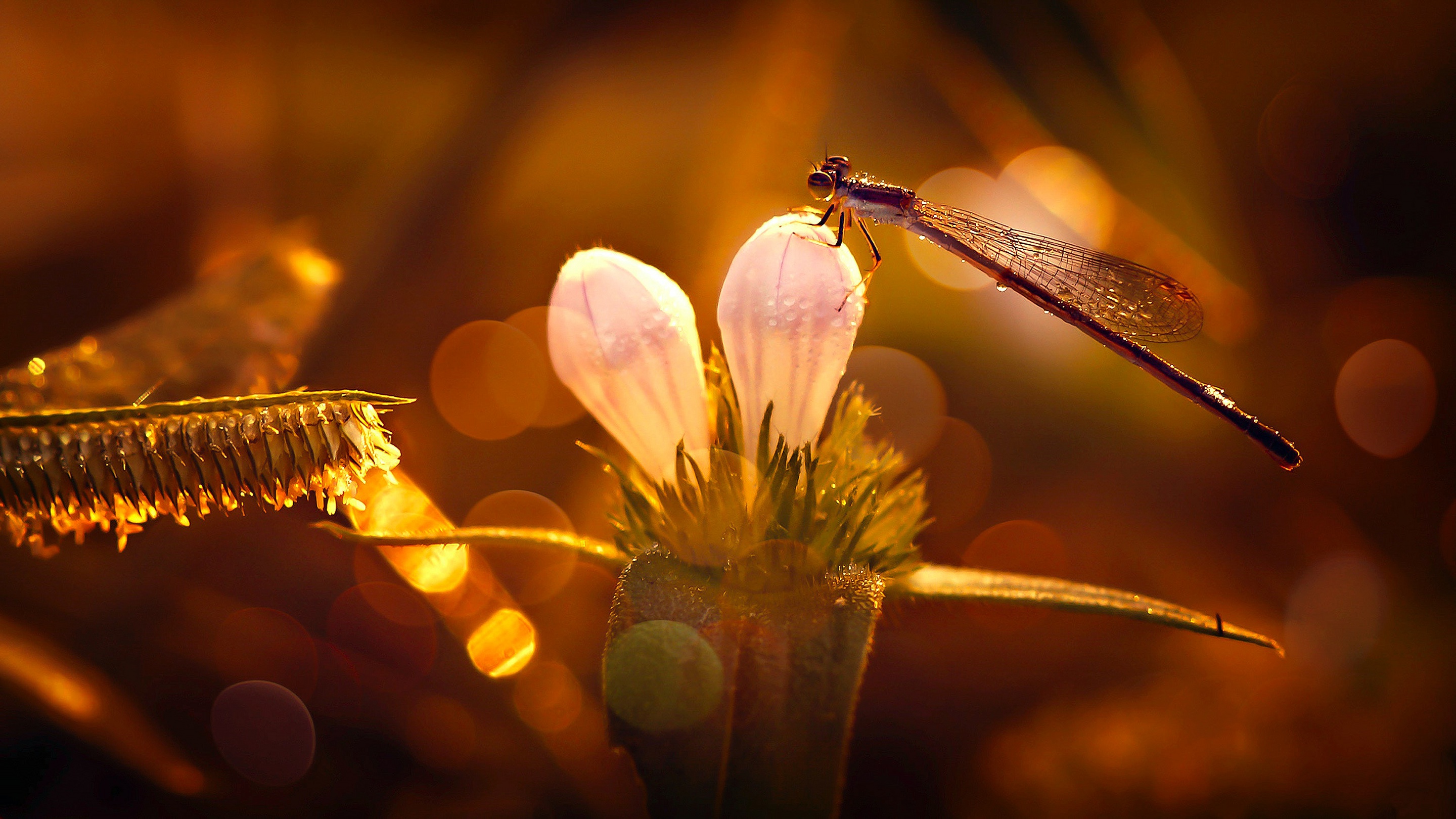 Dragonfly Flower Insect 2880x1620
