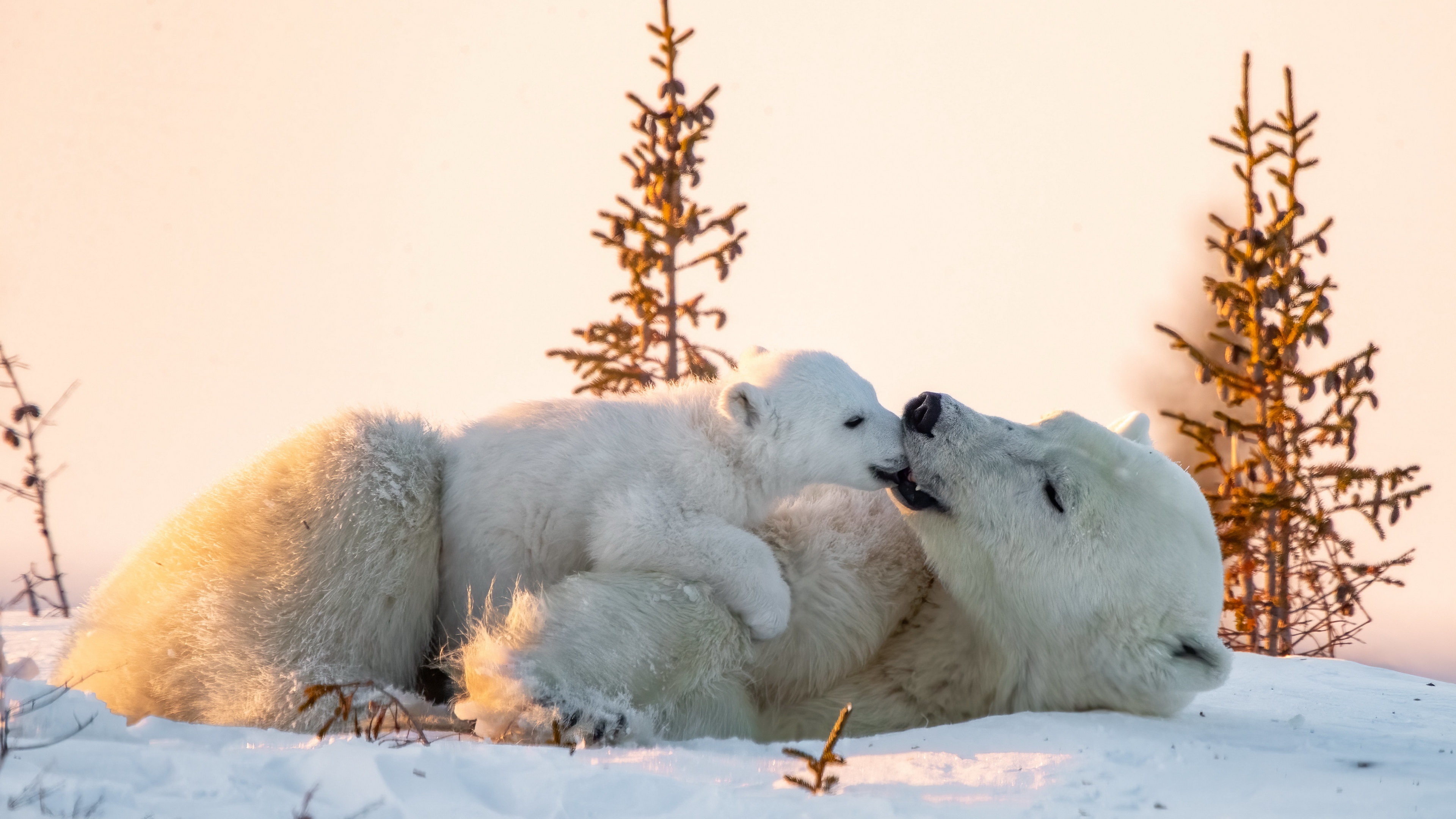 Baby Animal Cub Polar Bear Wildlife Predator Animal 3840x2160