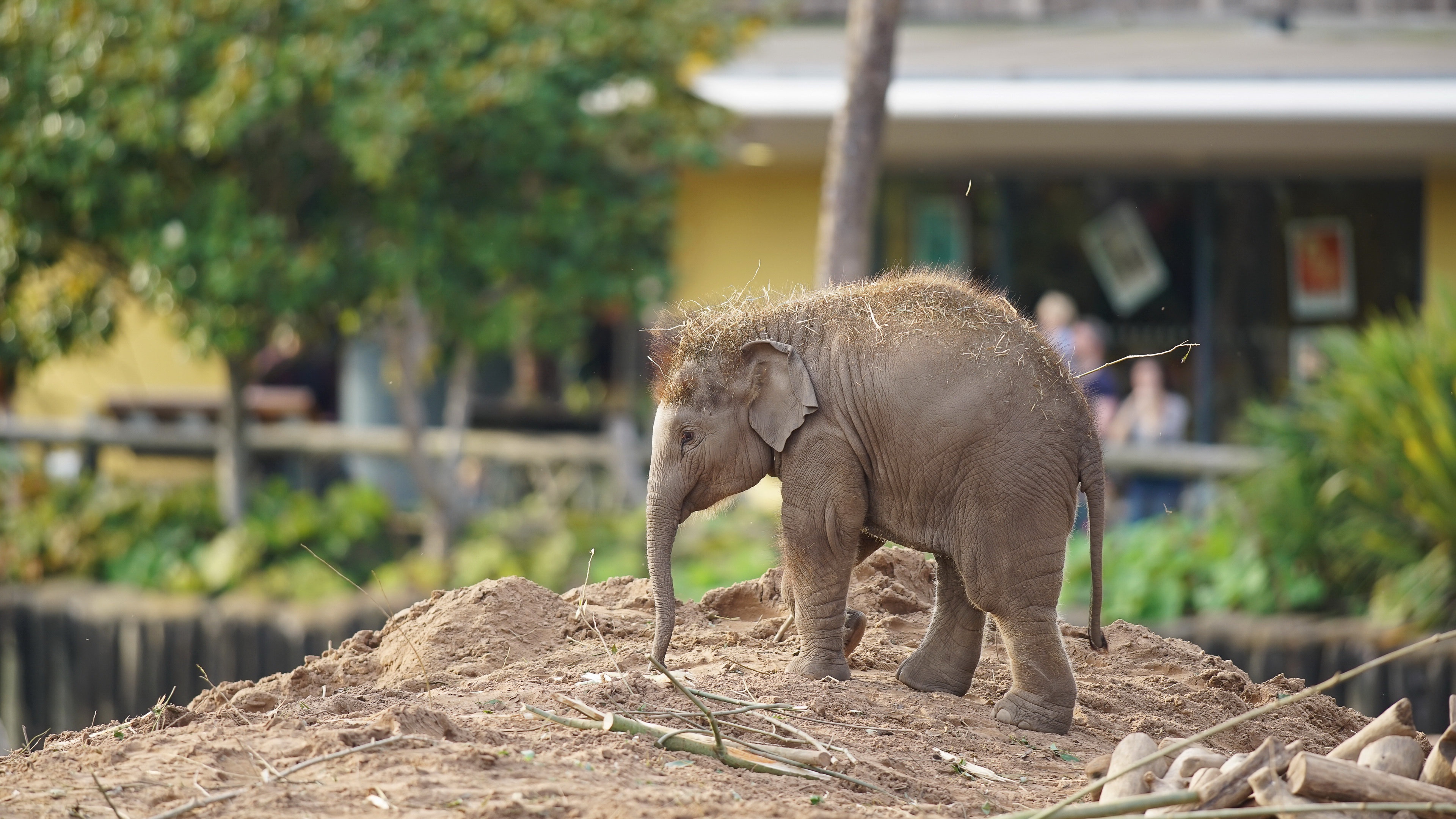 Baby Animals Mammals Elephant 3840x2160