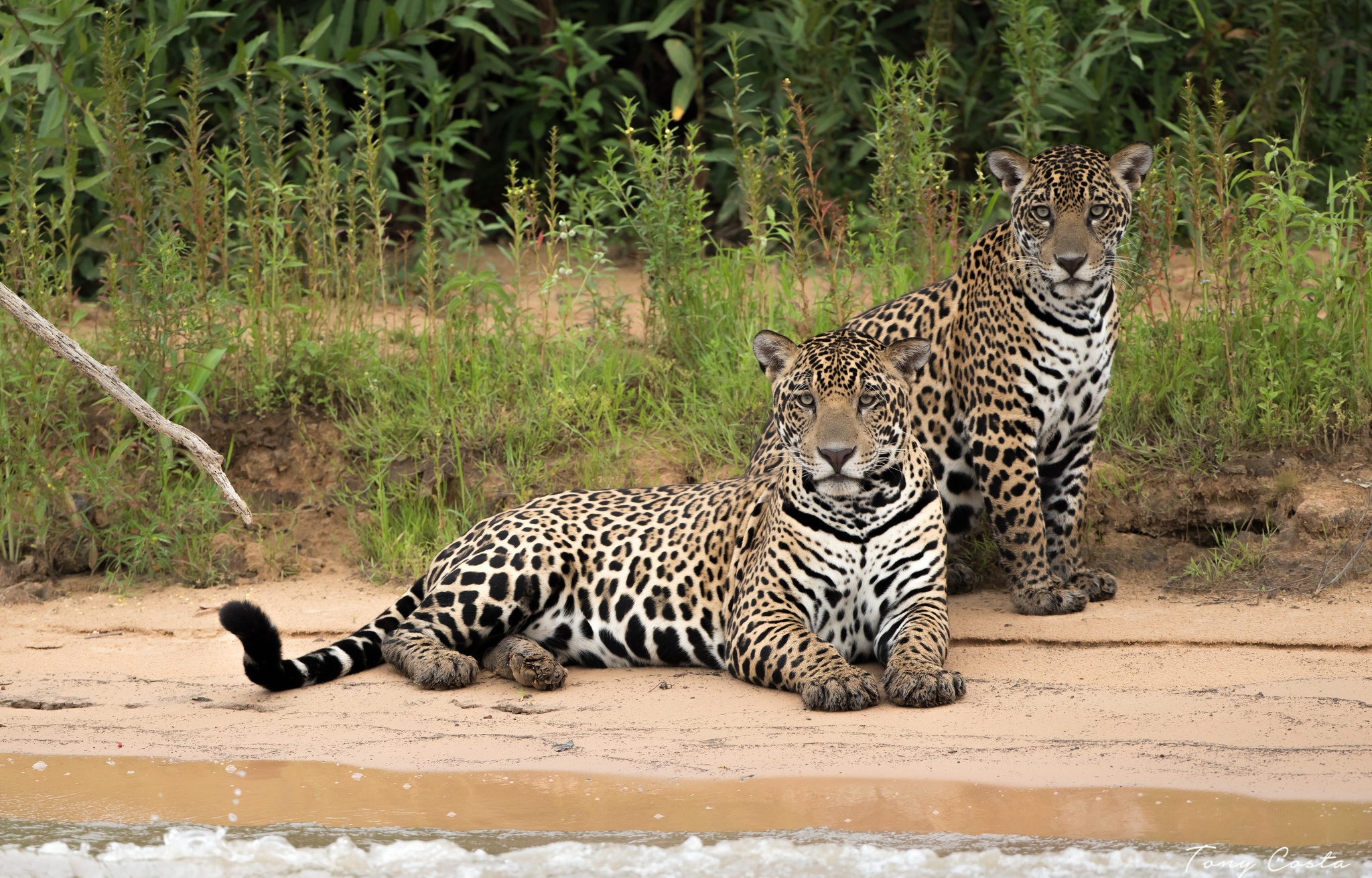 Big Cat Jaguar Wildlife Predator Animal 2048x1310