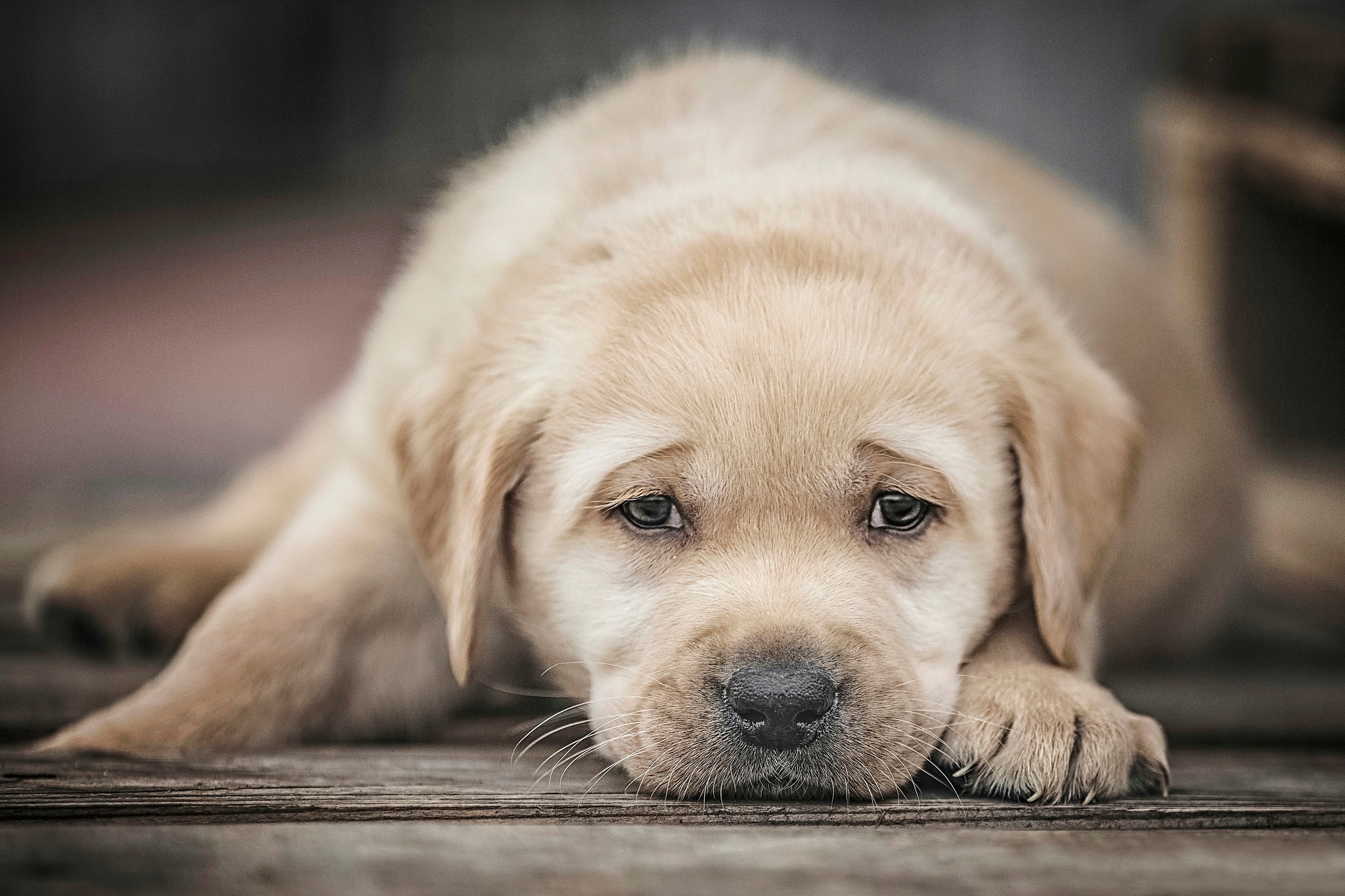 Baby Animal Dog Labrador Retriever Pet Puppy 2048x1365