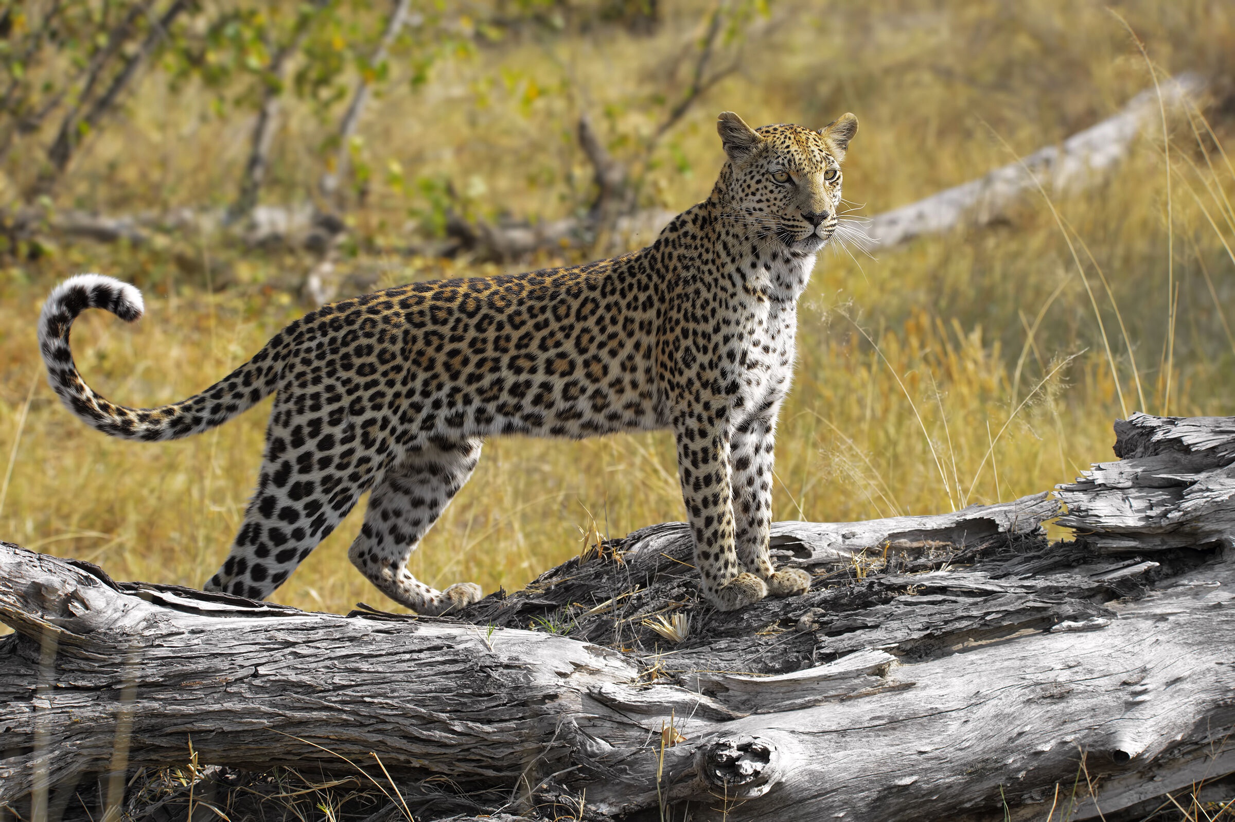 Animal Leopard 2400x1598