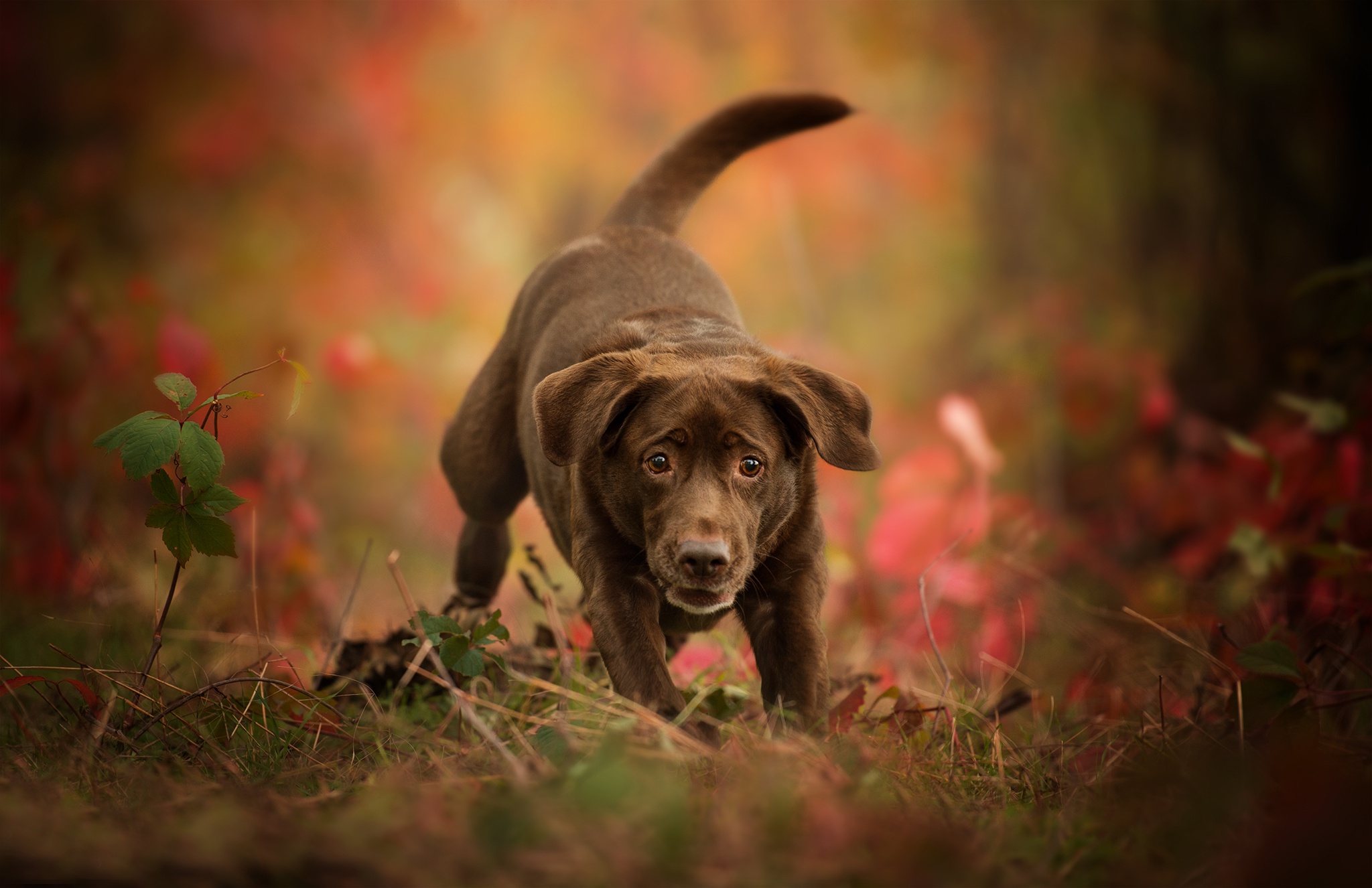 Baby Animal Dog Labrador Retriever Pet Puppy 2048x1326