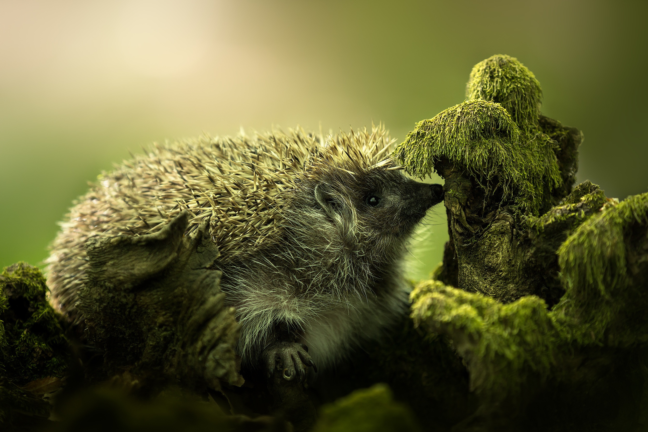 Hedgehog Moss Wildlife 2500x1667