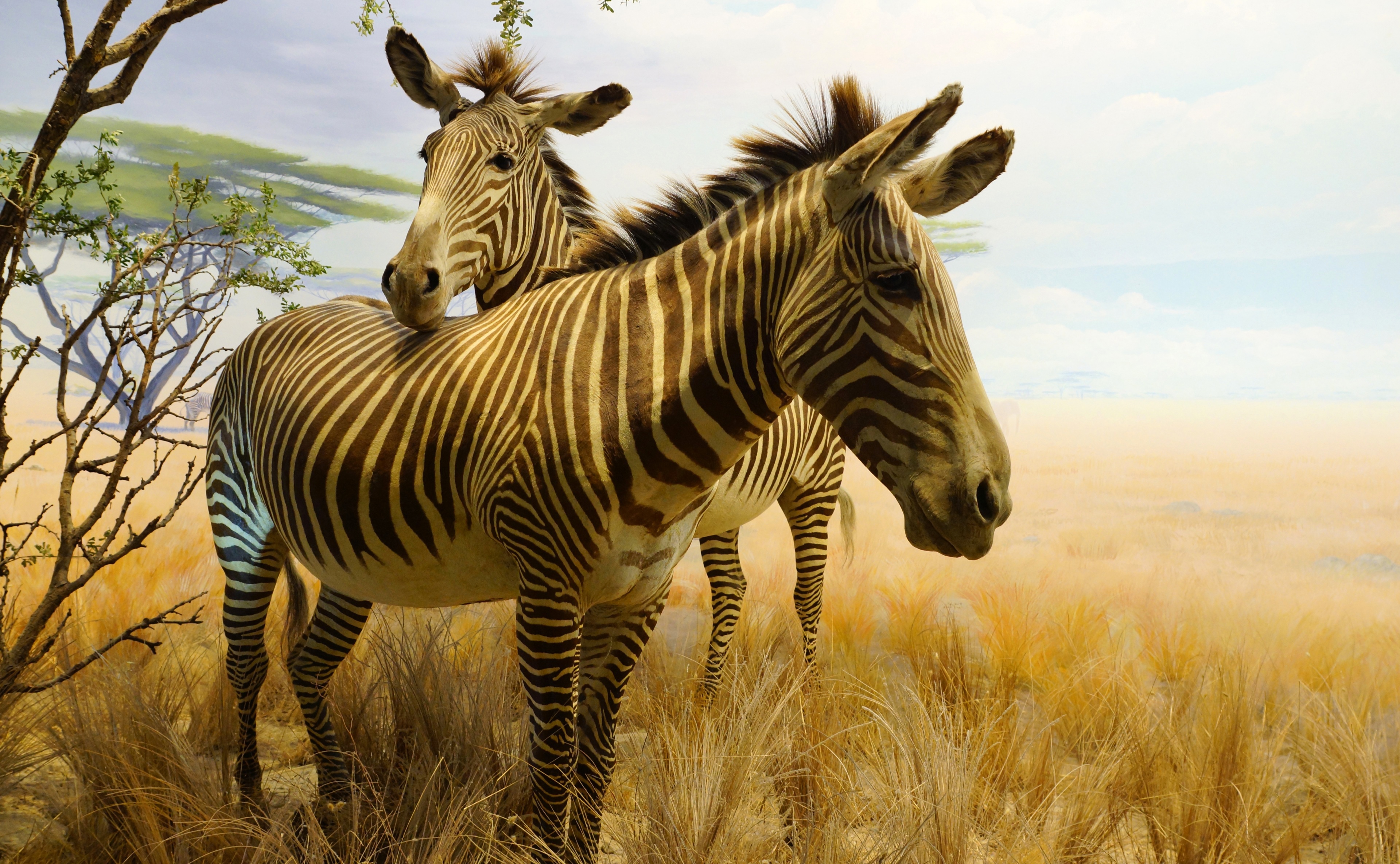 Wildlife Zebra 3840x2370