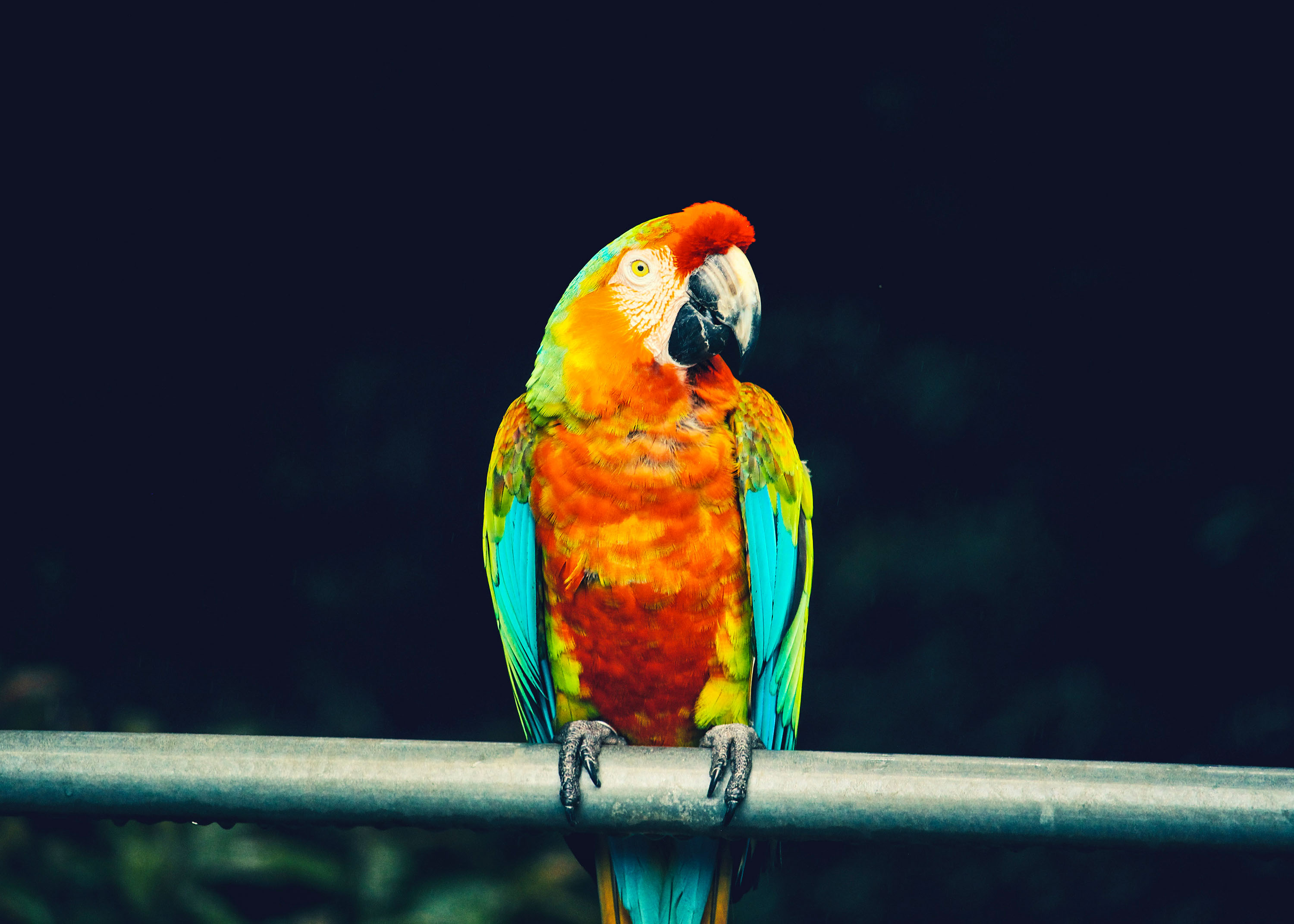 Bird Parrot 3000x2143