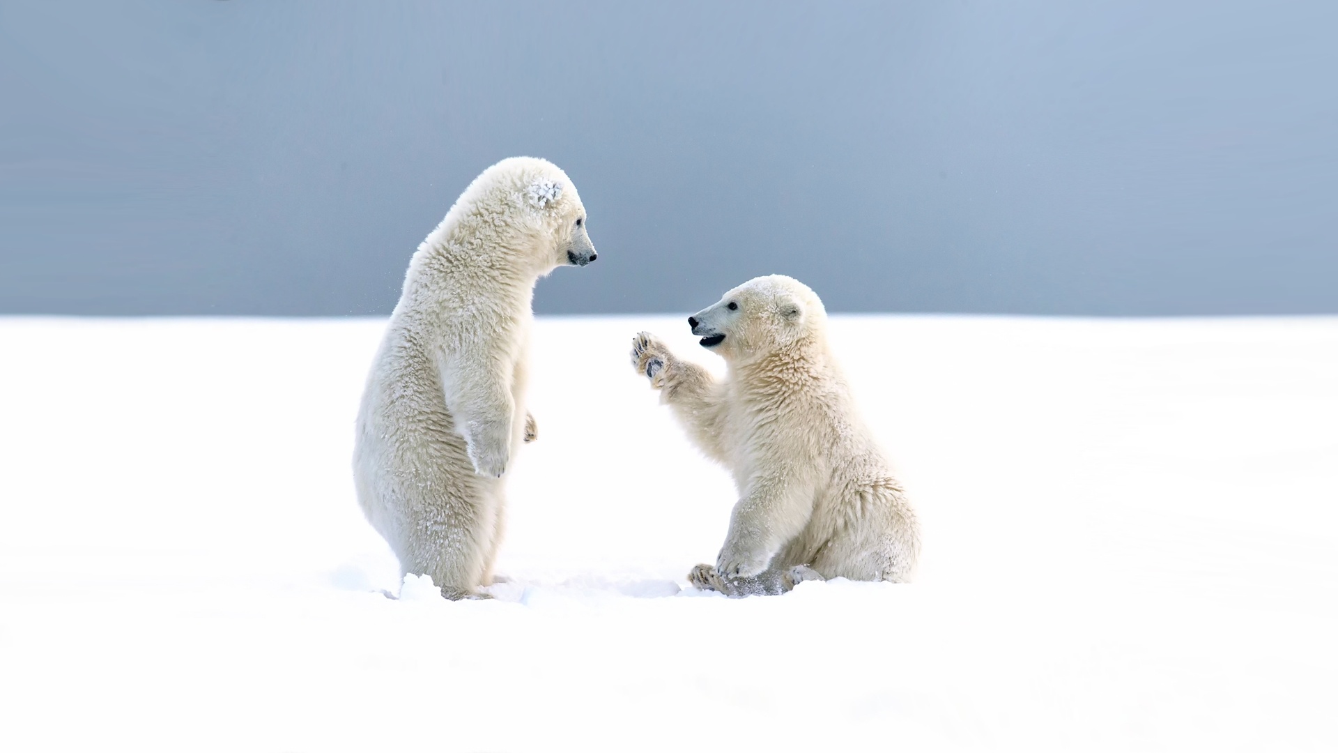 Baby Animal Cub Polar Bear Snow Wildlife 1920x1080