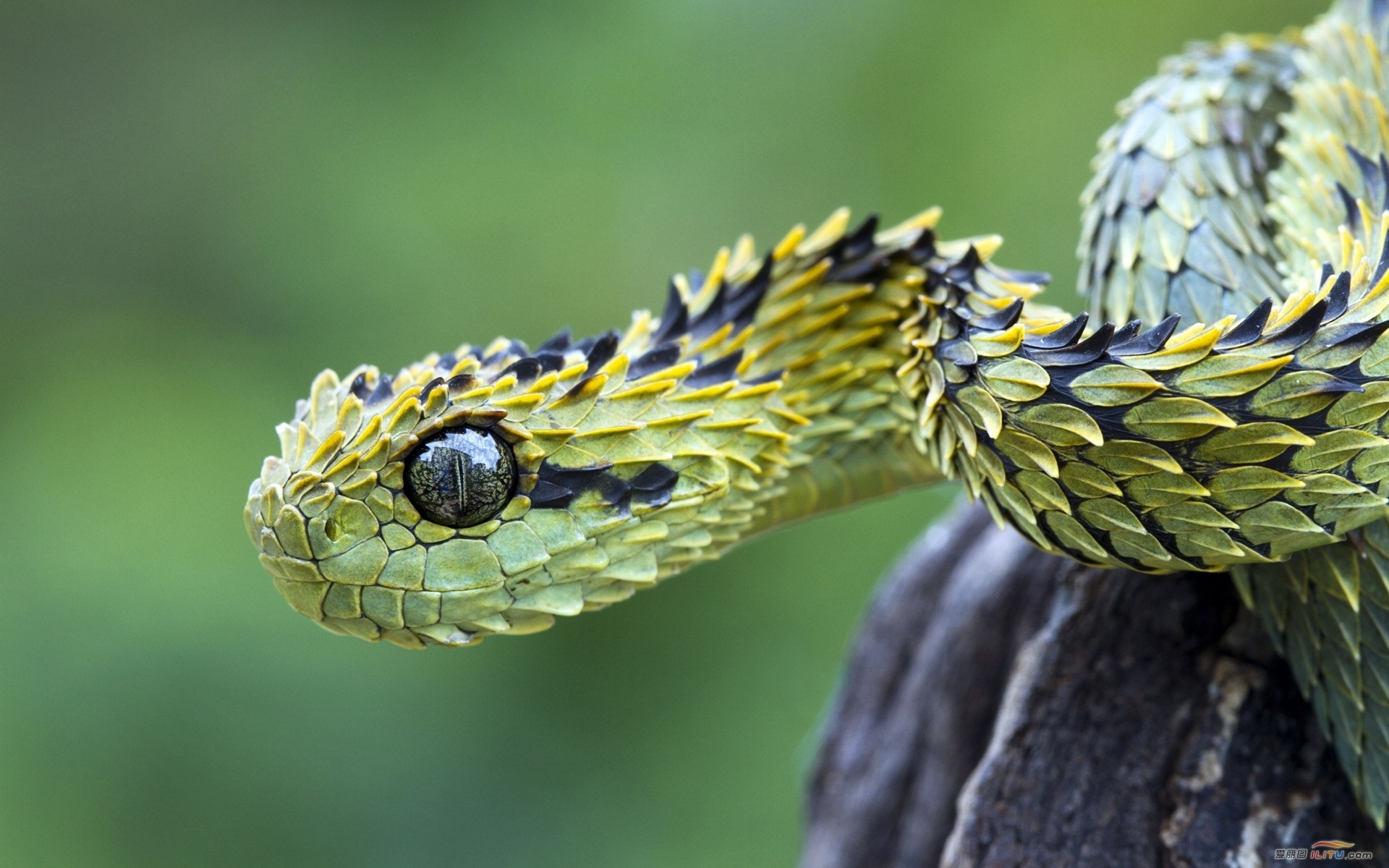 Green Reptile Snake Nature Animals 1920x1200