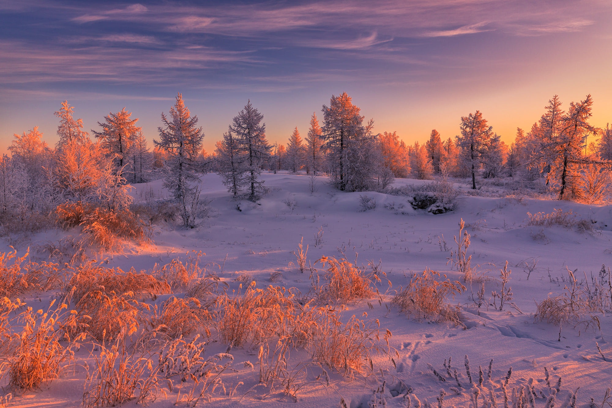 Fir Tree Snow Sunset Winter 2000x1333