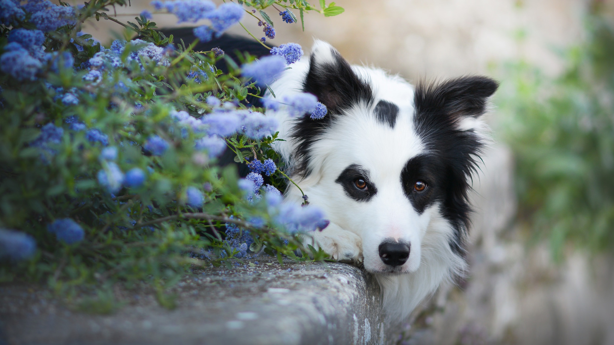 Blue Flower Border Collie Depth Of Field Dog Pet 2048x1152