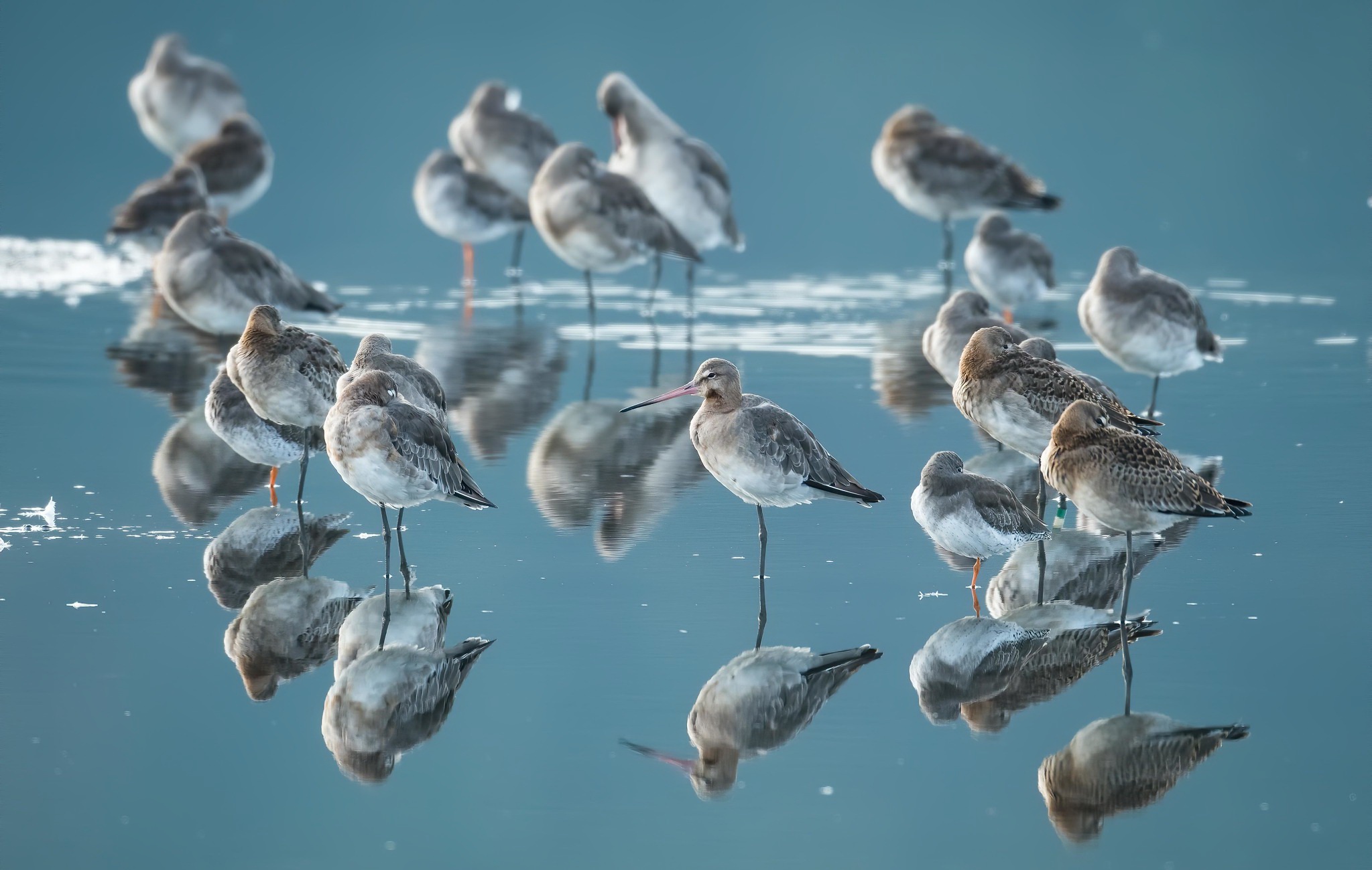 Bird Reflection Water Wildlife 2047x1300