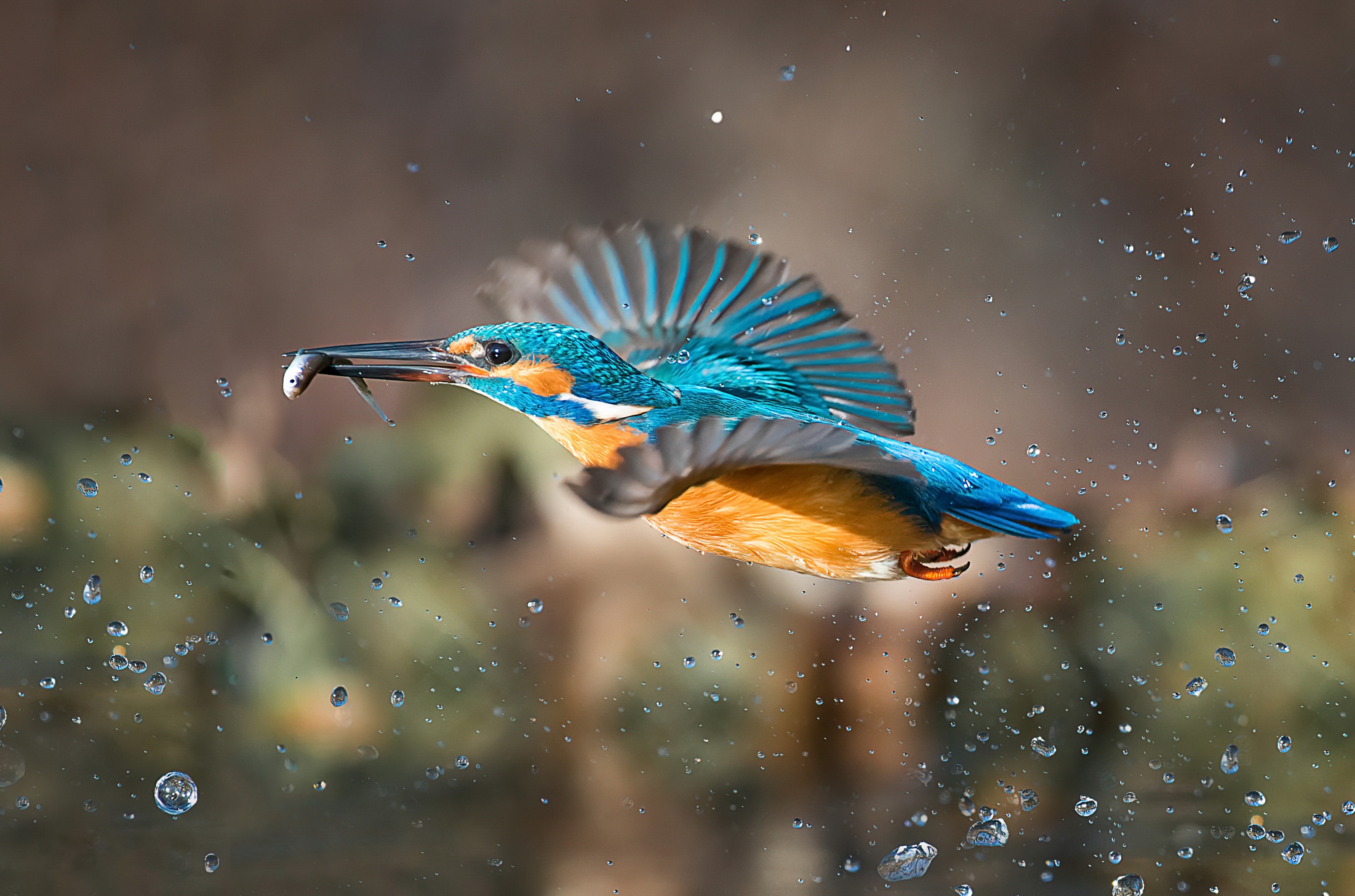 Bird Kingfisher Wildlife 3209x2122