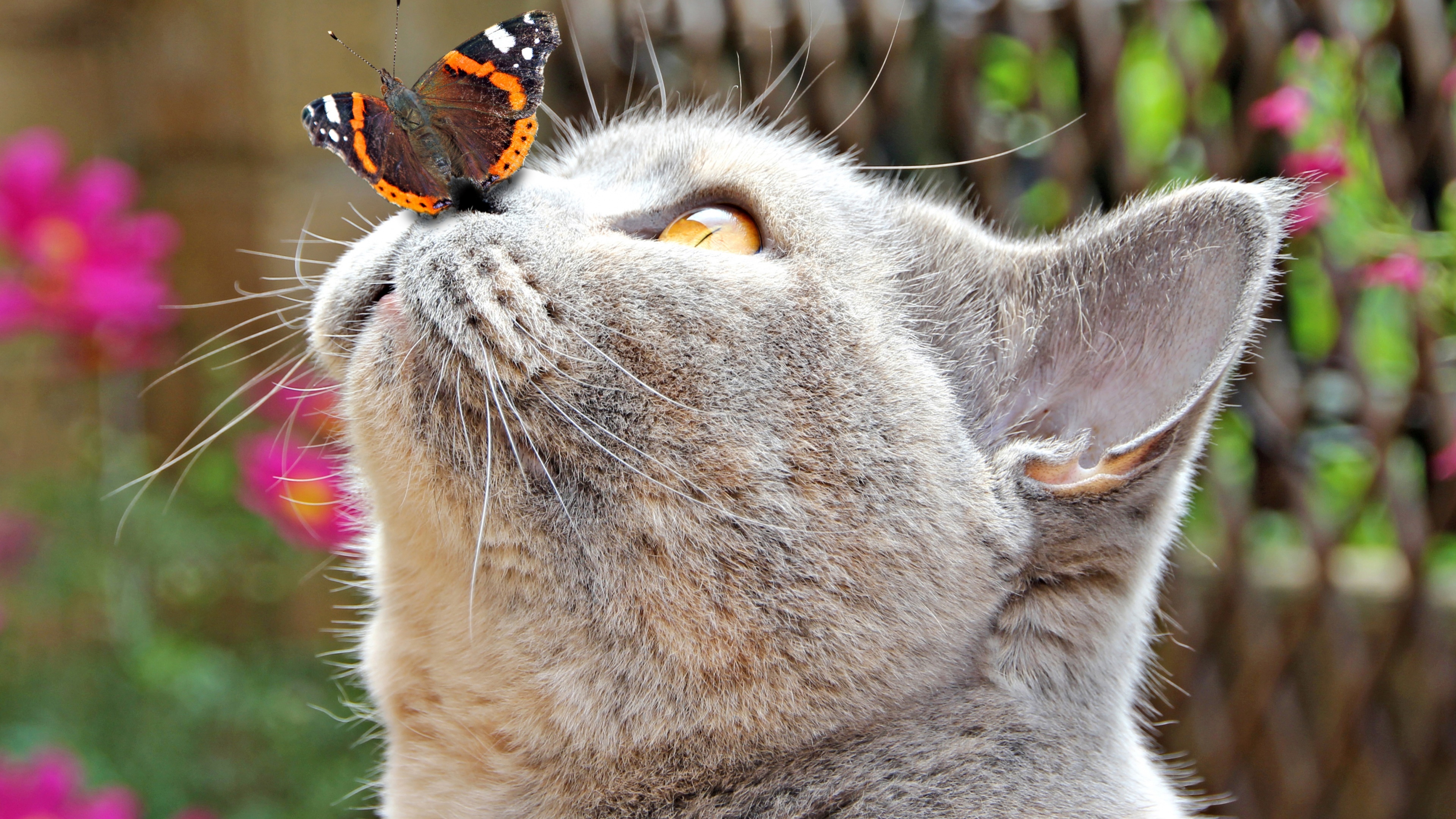 Animal Butterfly Cat Funny 3840x2160
