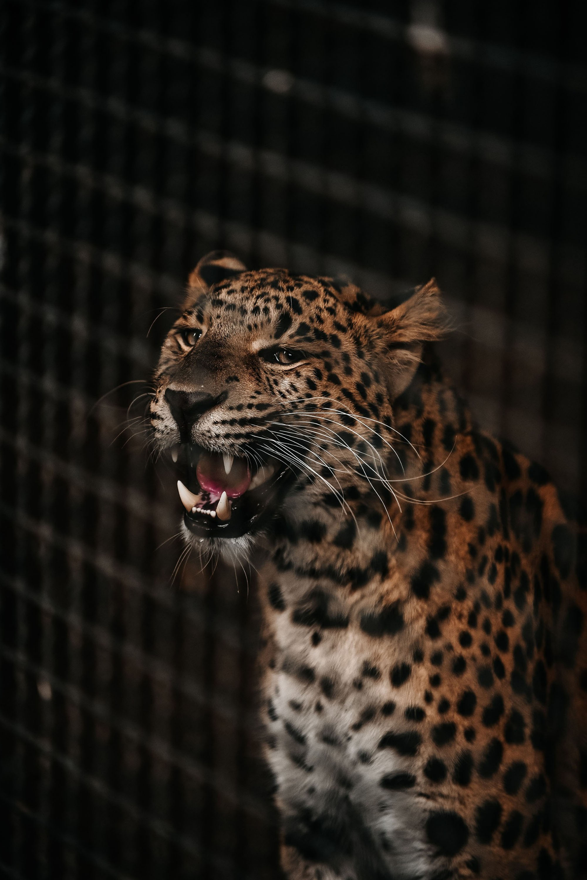 Animals Wild Cat Leopard 2000x3000