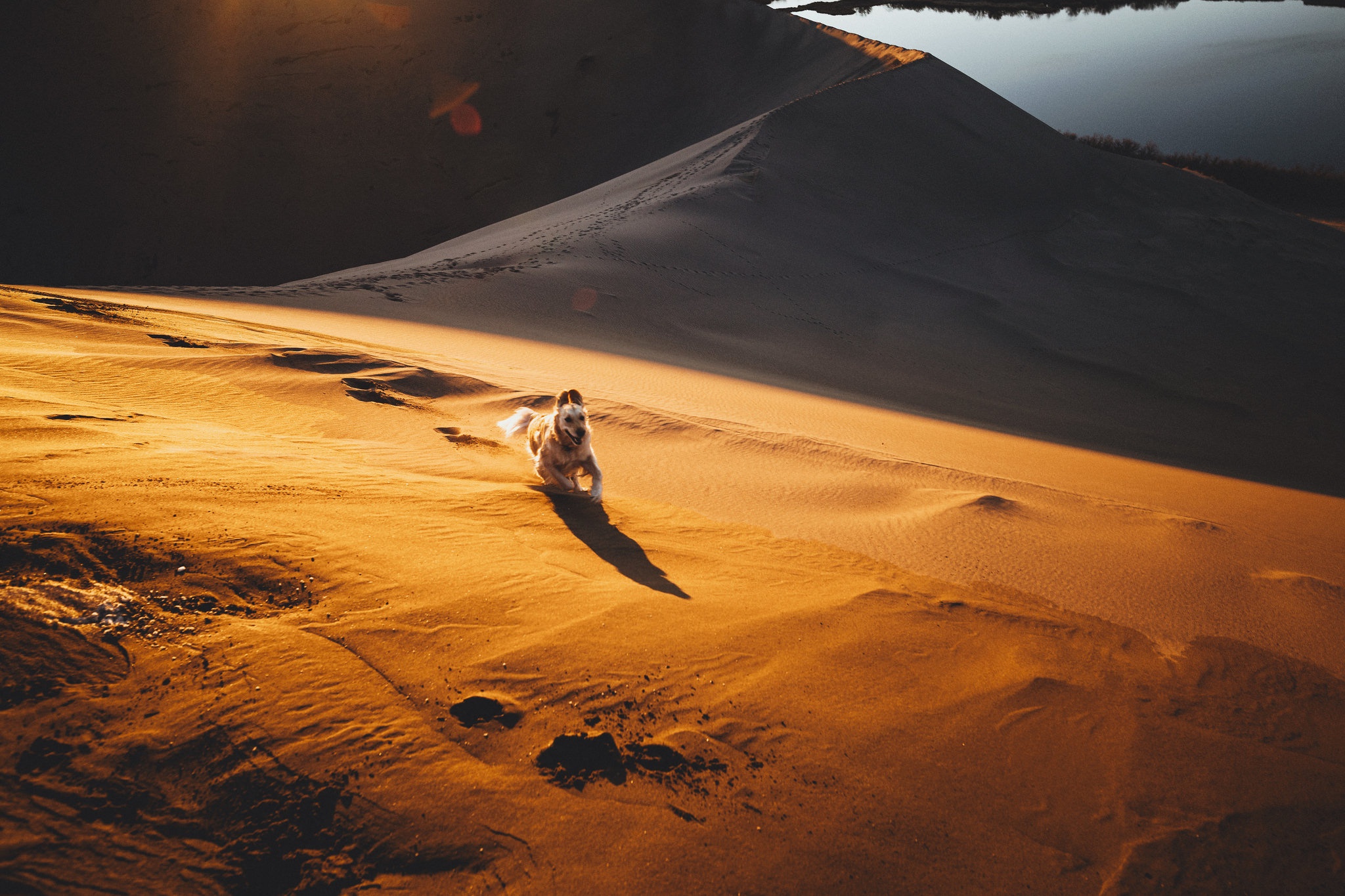 Desert Dog Dune Golden Retriever Pet Running Sand 2048x1365