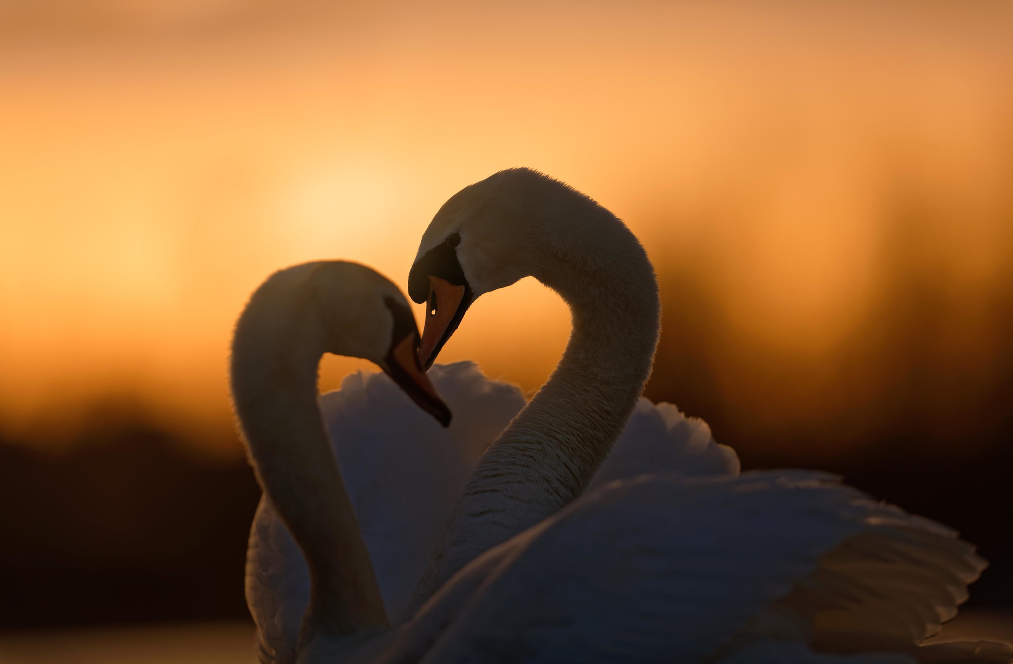 Bird Love Mute Swan Sunset Swan Wildlife 2047x1342