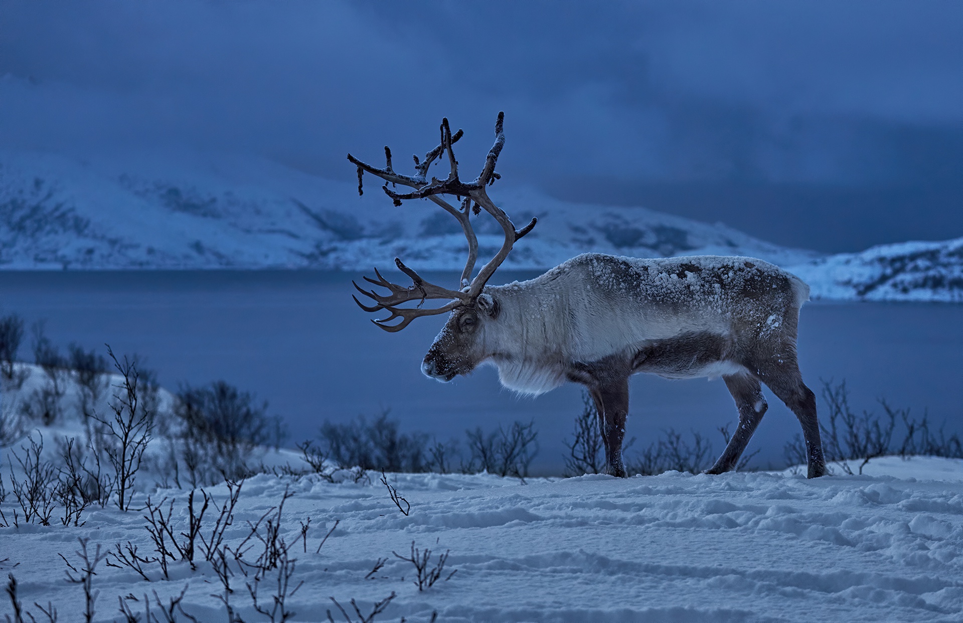 Norway Reindeer Snow Winter 1920x1244