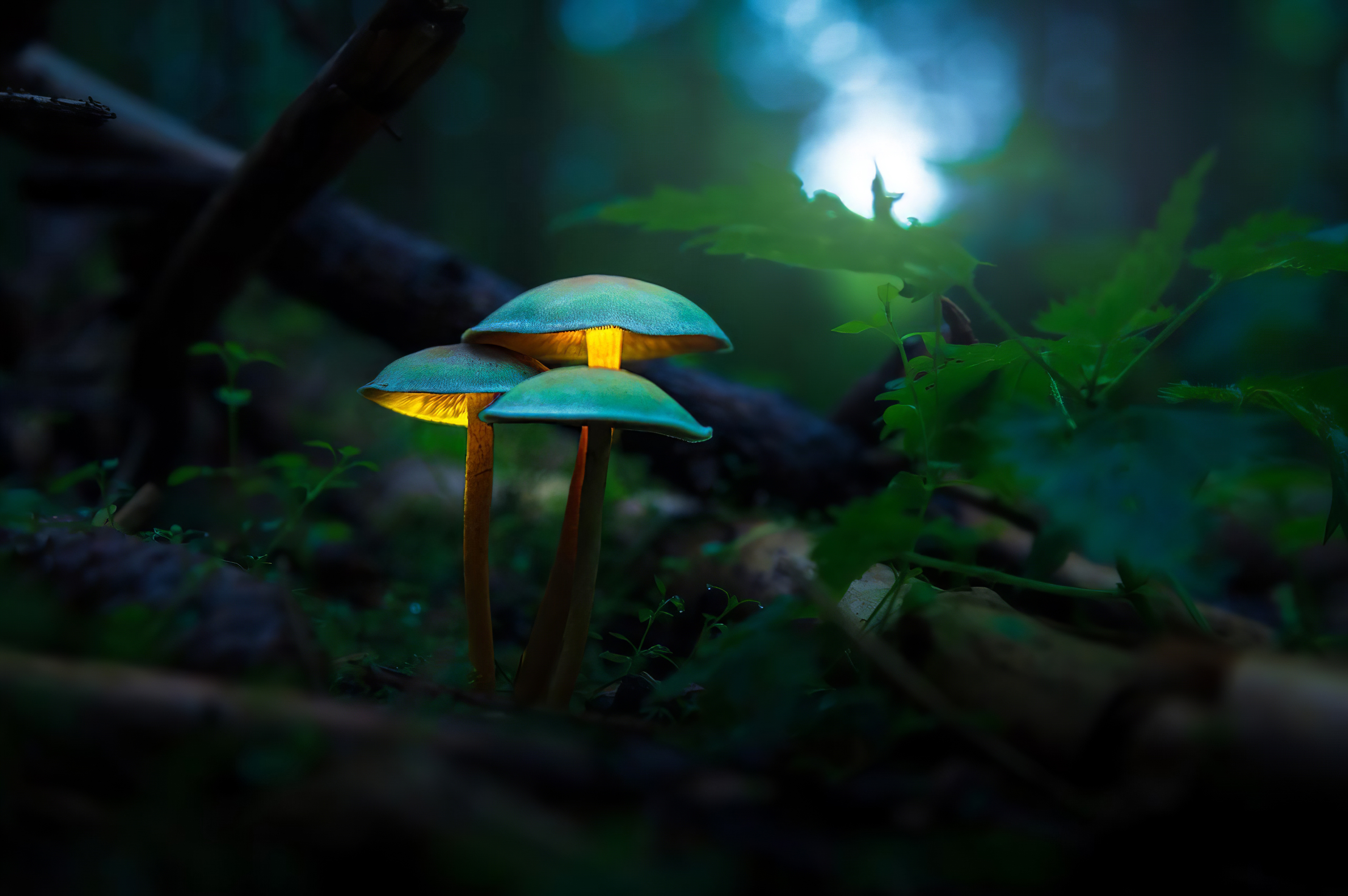 Mushroom Forest Macro Blurred Depth Of Field Glowing Photography 3840x2553