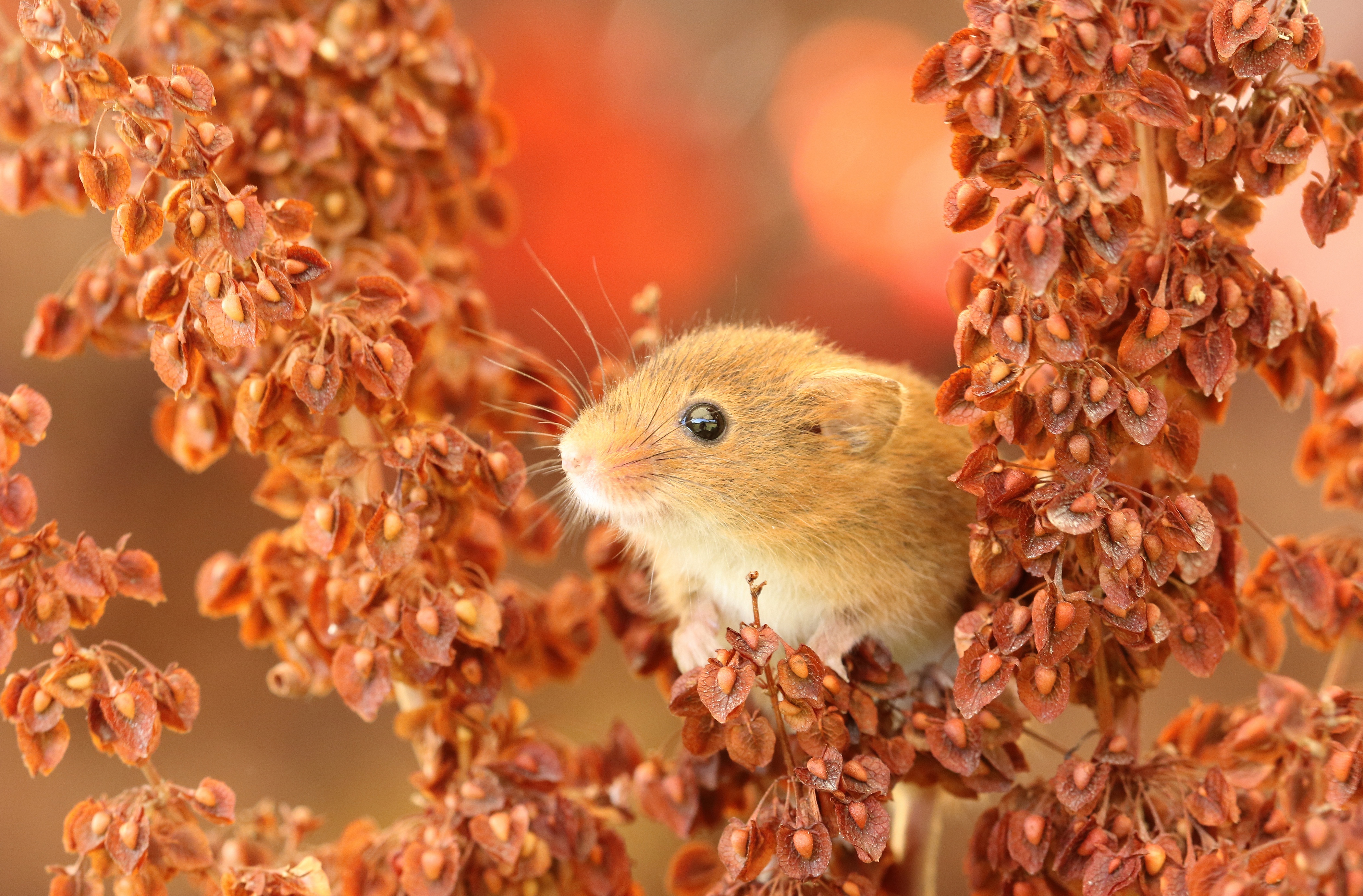 Harvest Mouse Macro Mouse Rodent Wildlife 4200x2761