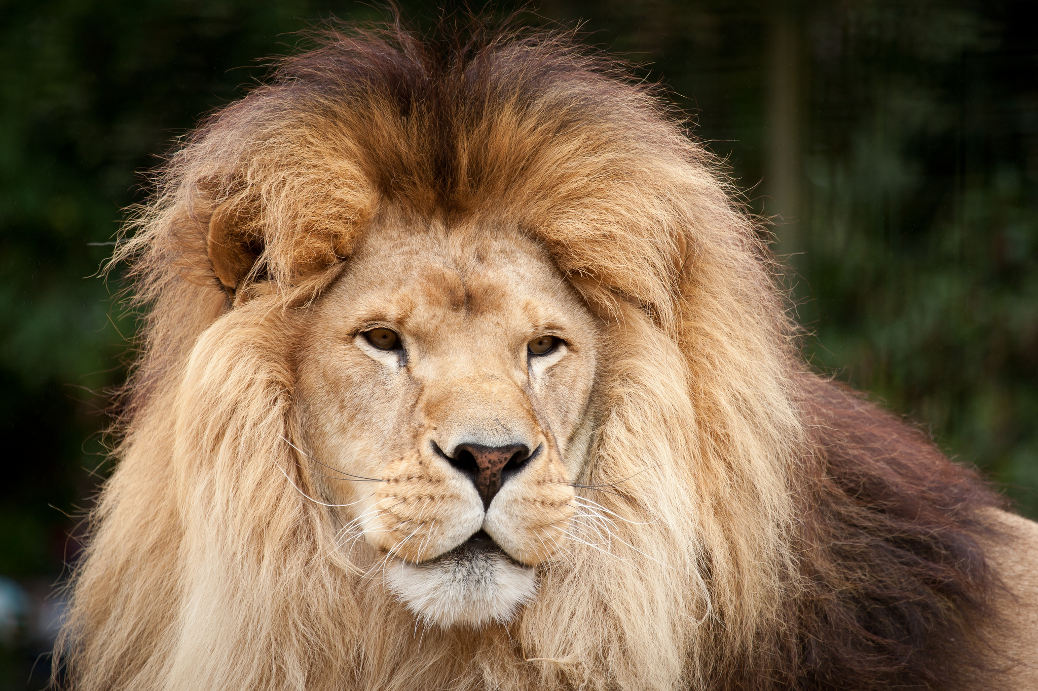 Big Cat Lion Predator Animal 2048x1365