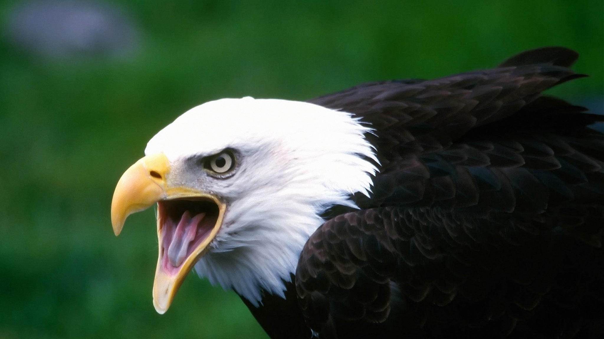 Bald Eagle Bird Eagle 2048x1152