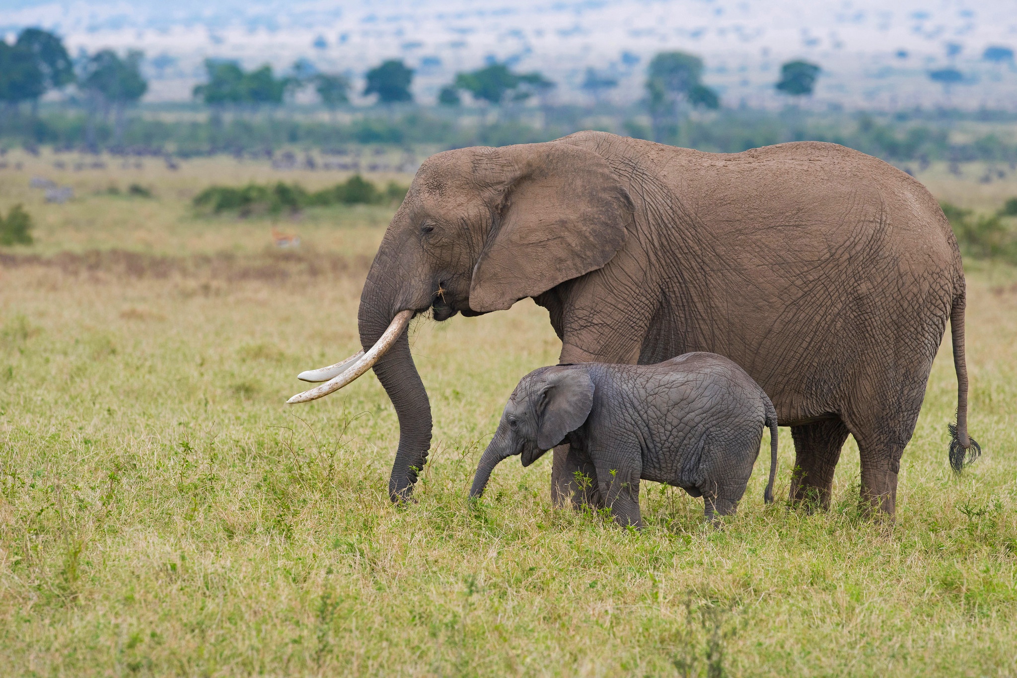 Baby Animal Elephant Wildlife 2048x1367