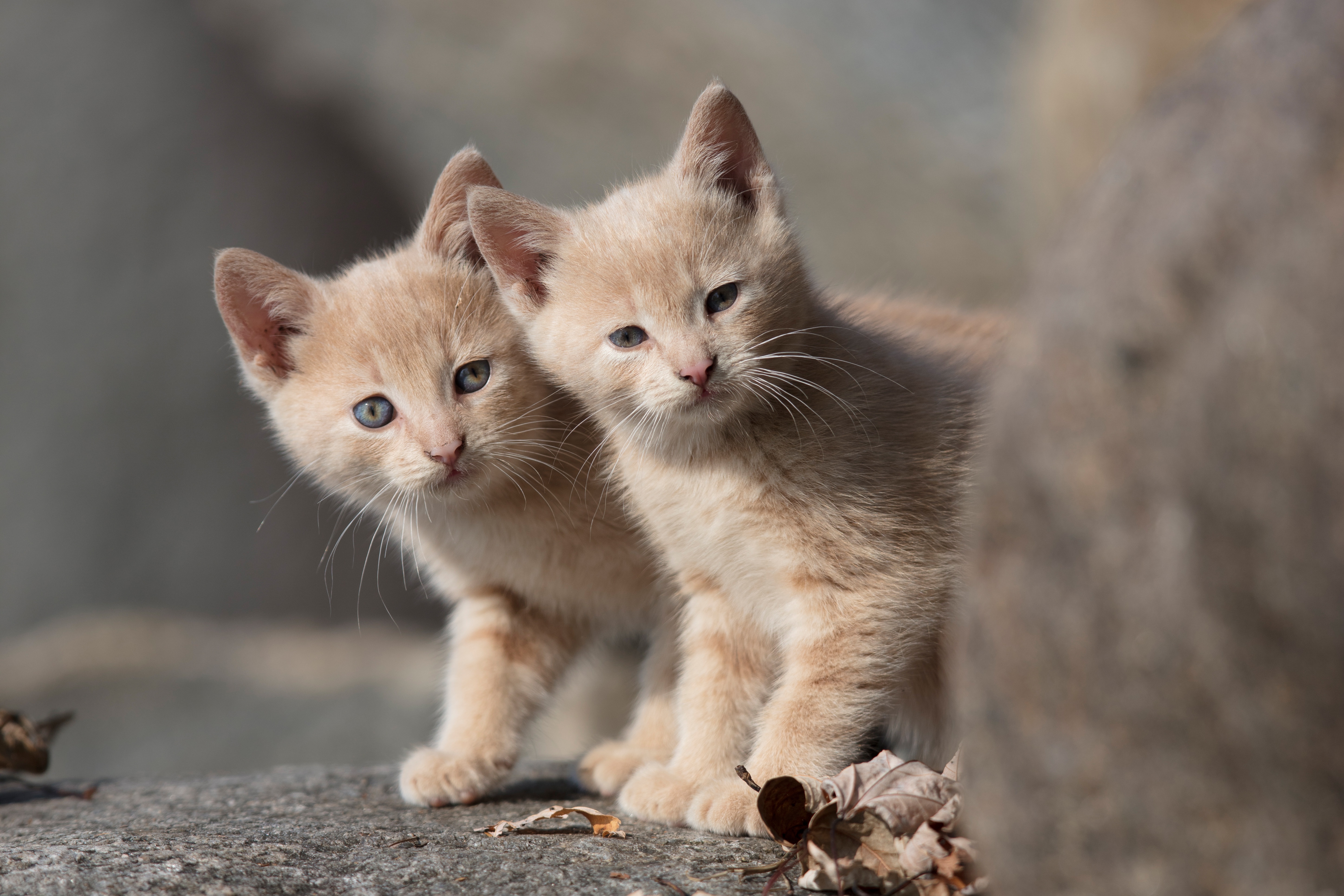 Baby Animal Cat Kitten Pet 5792x3861