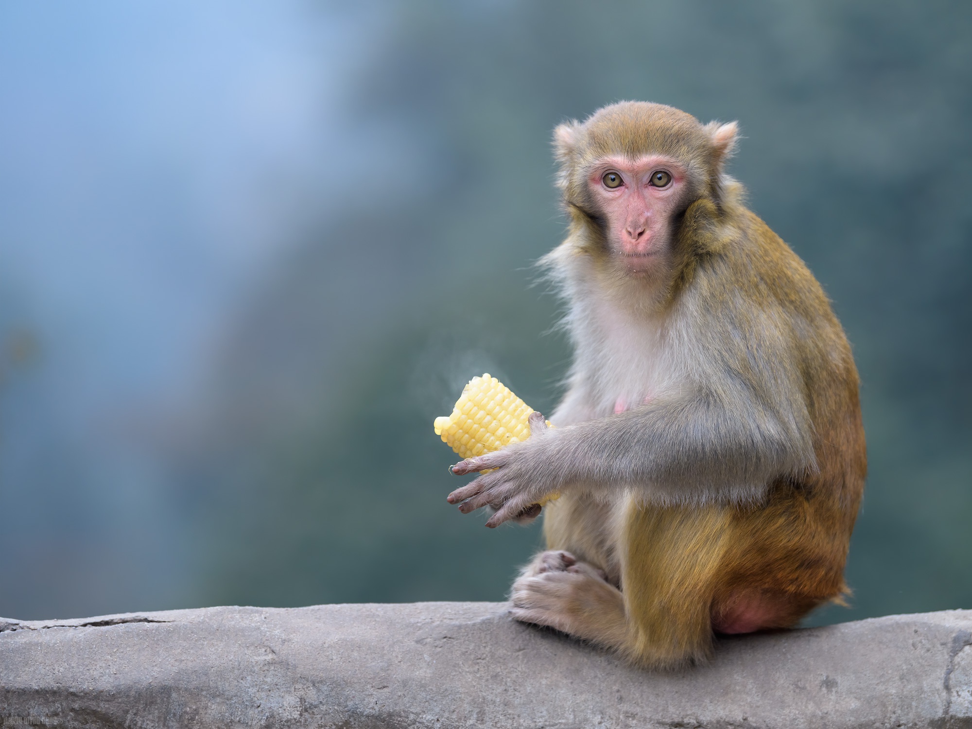 Monkey Primate Rhesus Macaque Wildlife 2000x1500