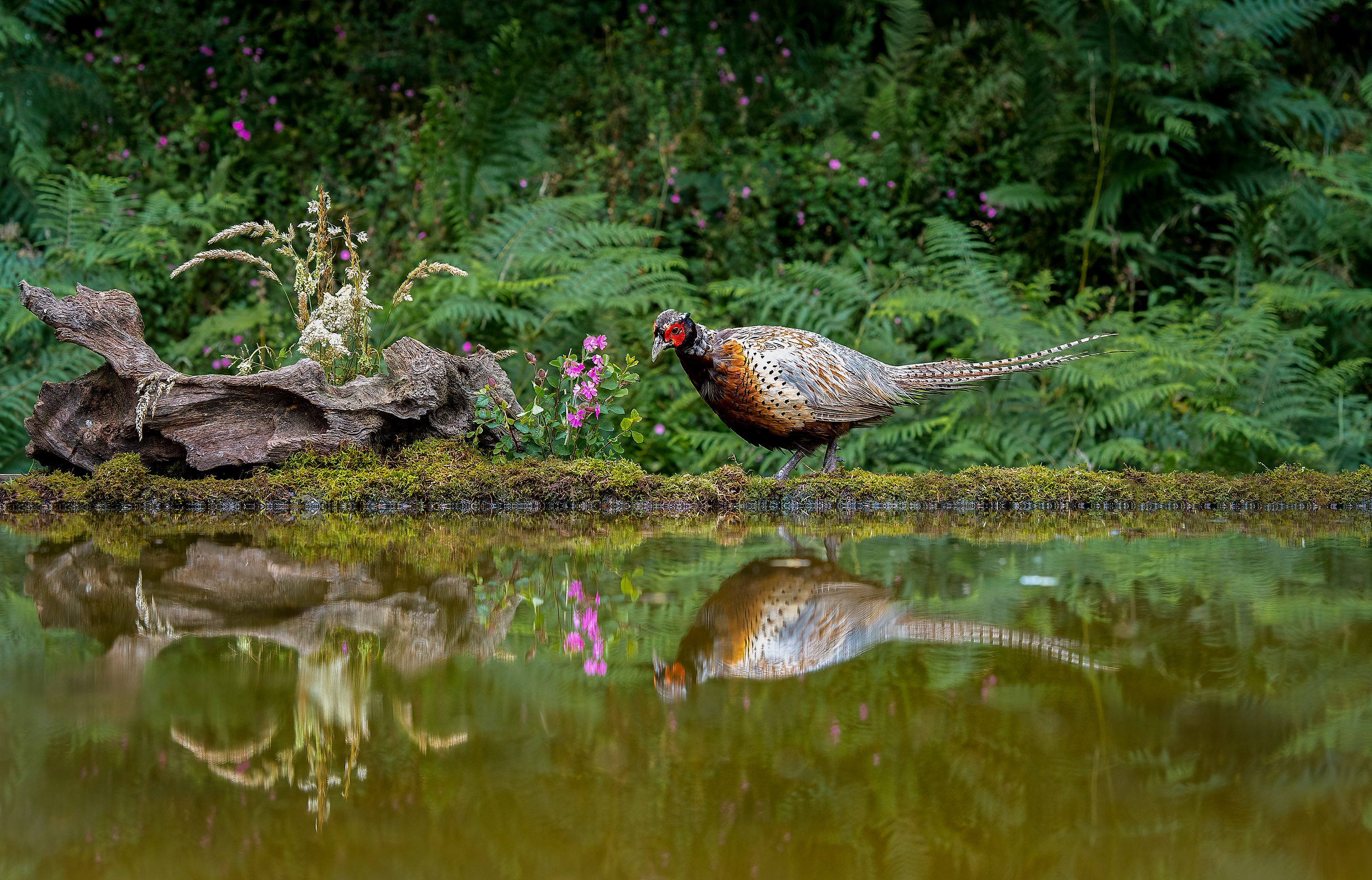 Bird Pheasant Pond Reflection Wildlife 3072x1970