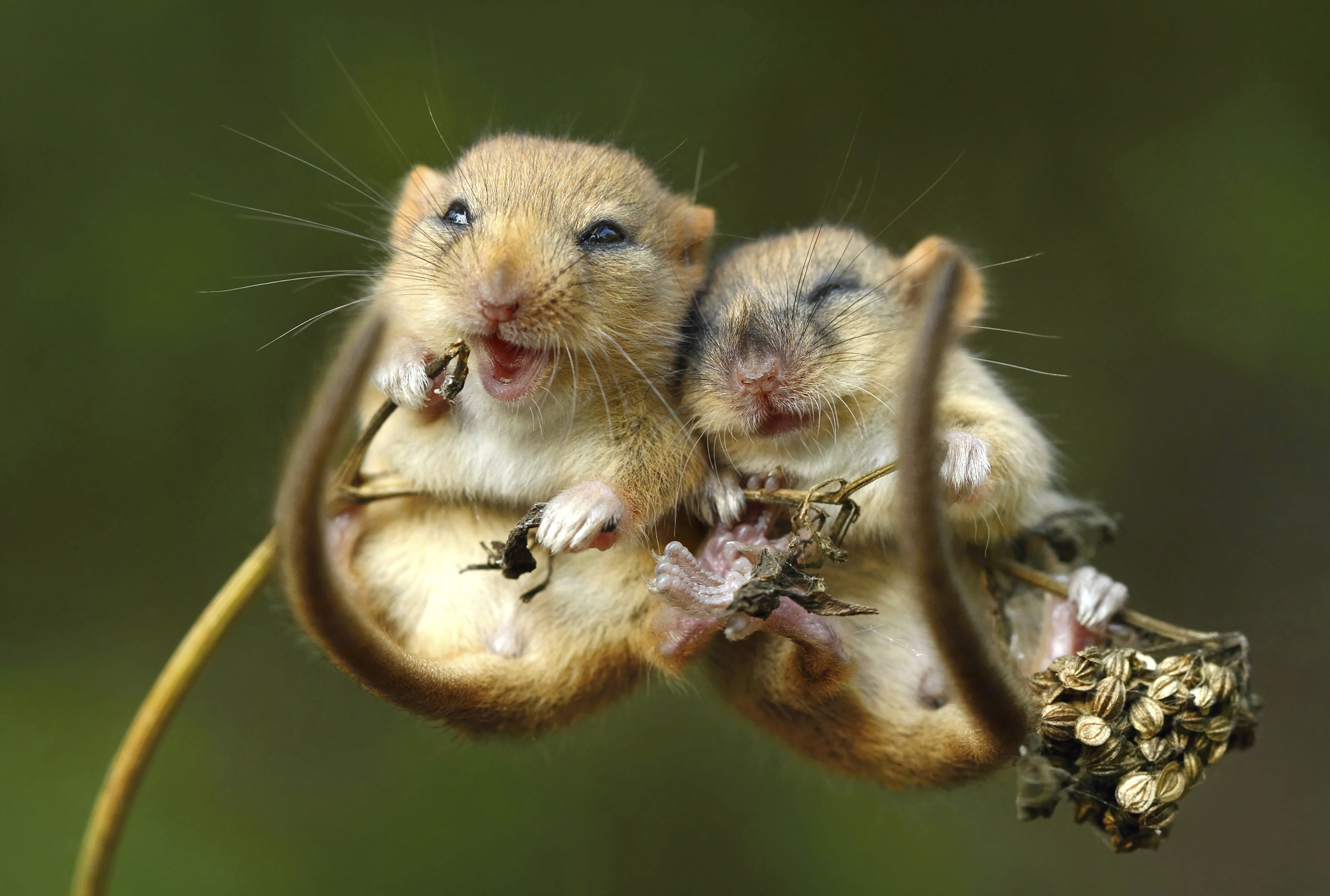 Cute Dormouse Love Mouse Rodent Wildlife 3000x2022