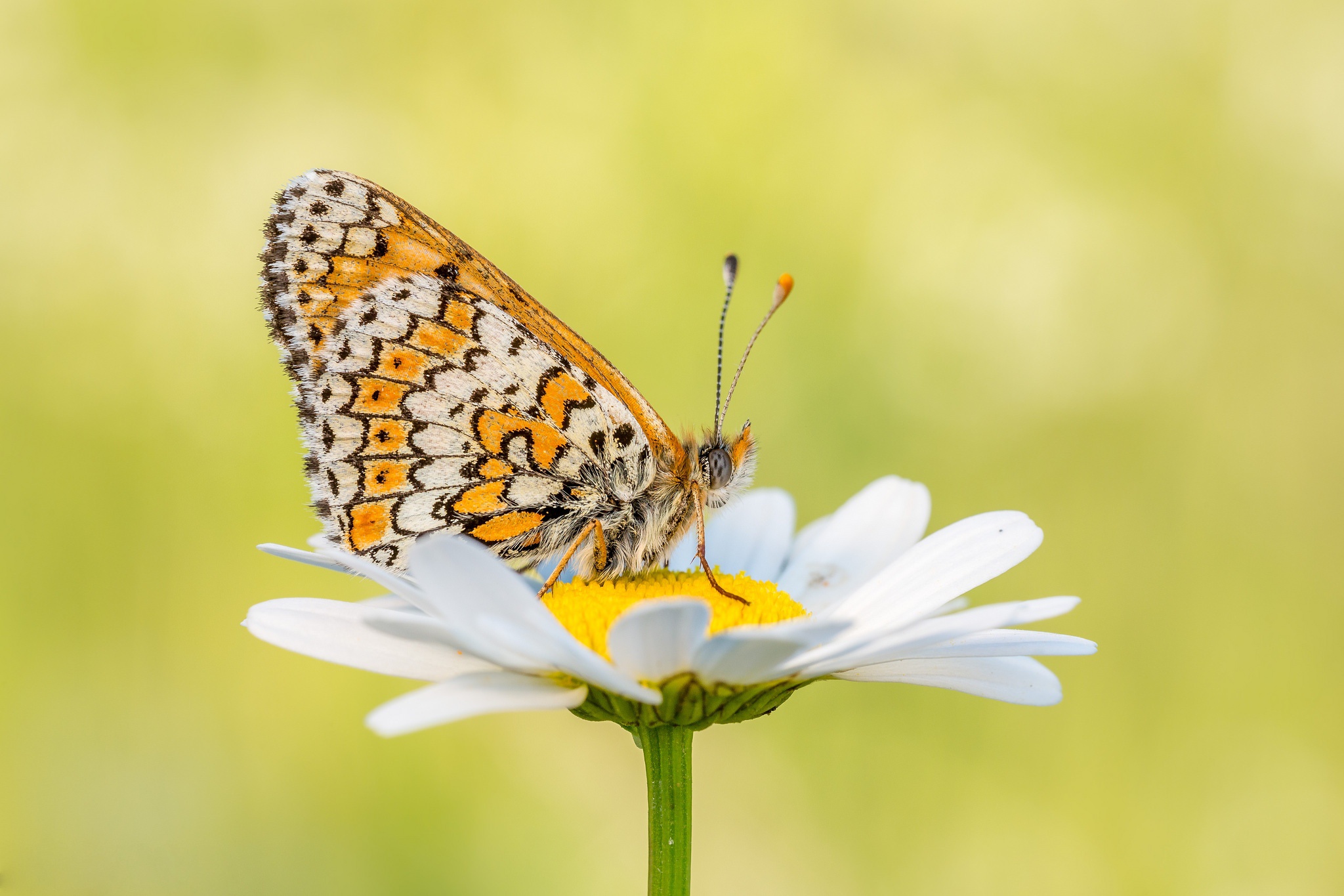 Butterfly Flower Insect Macro 2048x1365