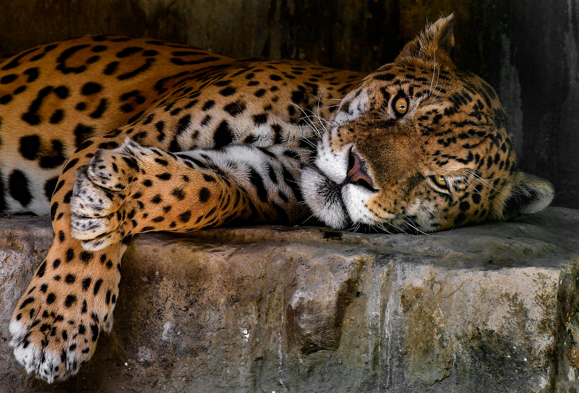 Big Cat Jaguar Wildlife Predator Animal 2000x1357