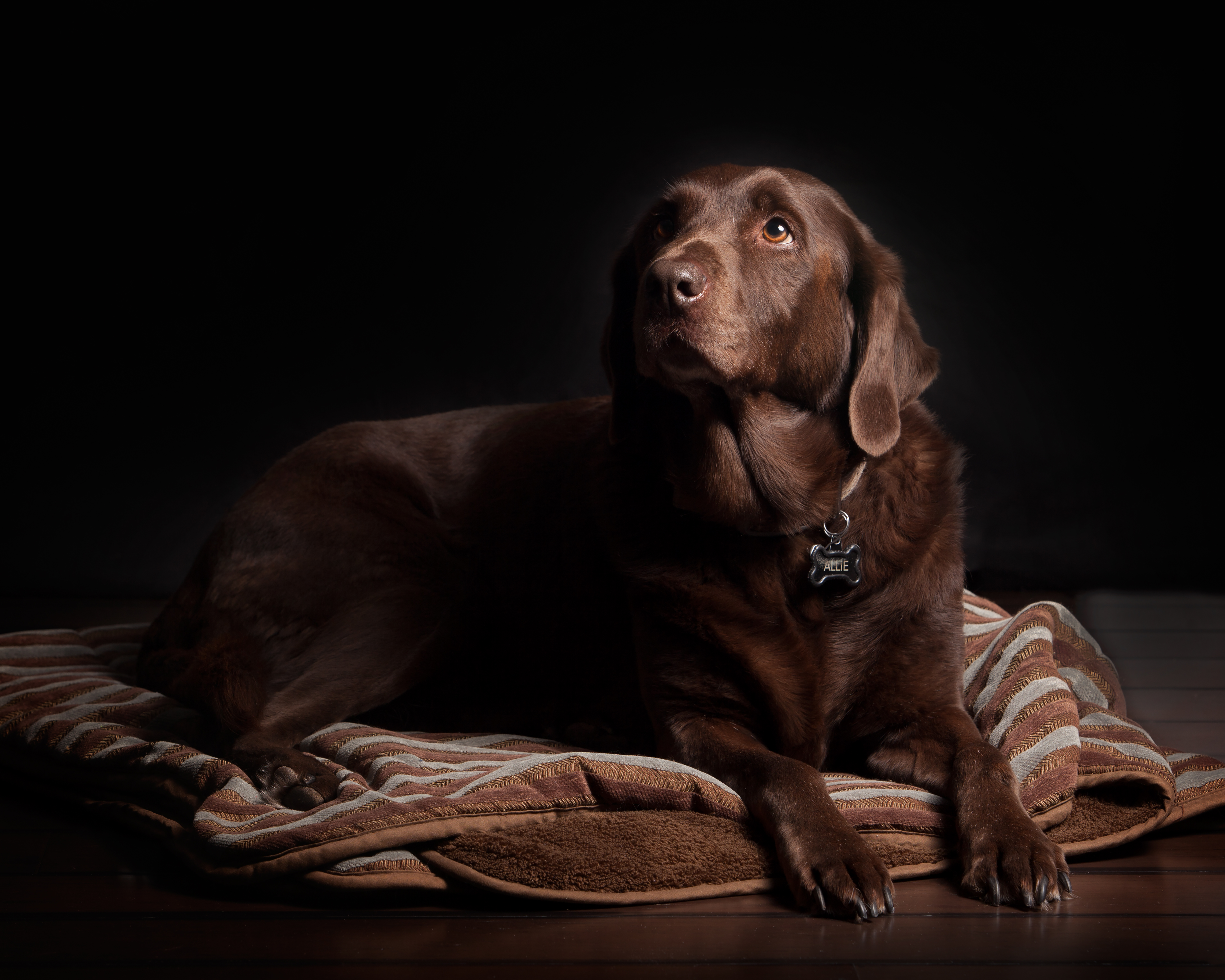 Brown Close Up Dog Labrador Retriever Pet 6000x4800