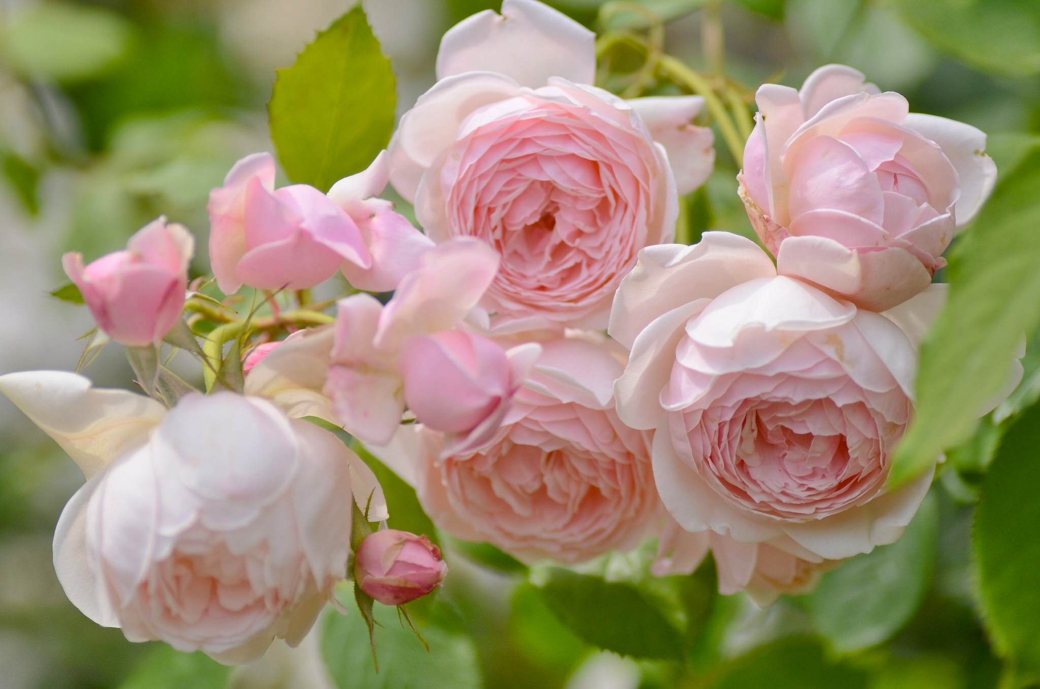 Flower Macro Pink Flower Rose 2048x1356