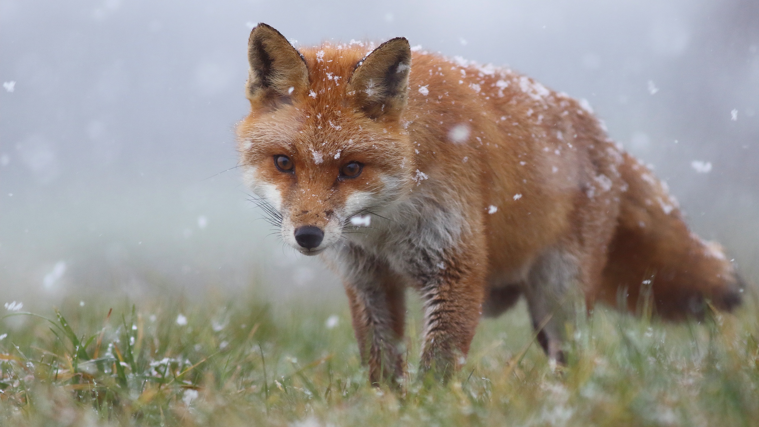 Fox Snowfall Wildlife 2560x1440